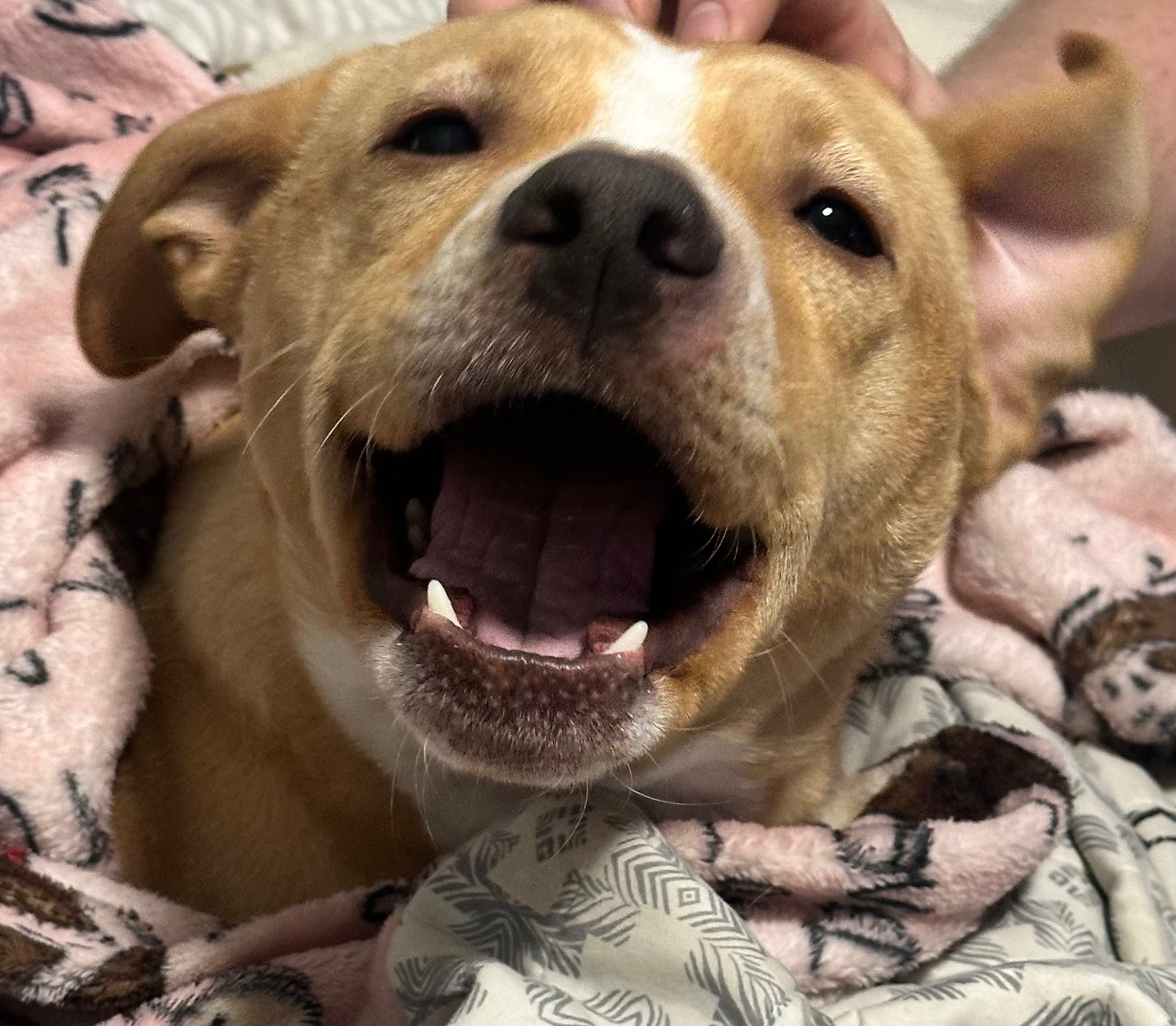 Help Ragnar Run Again - ACL Surgery for our Wiggle-Butt campaign photo, 6 of 8
