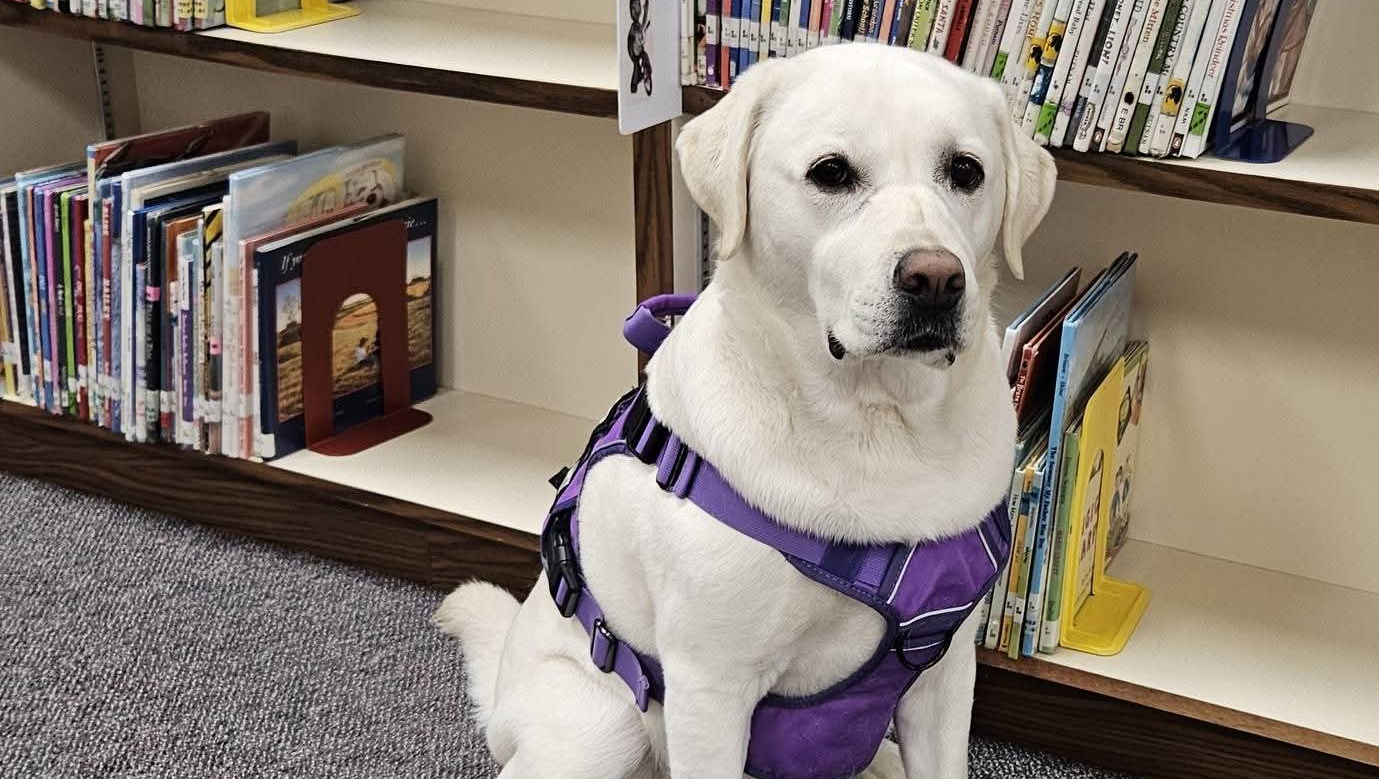 Support Brie: Our Beloved Therapy Dog photo