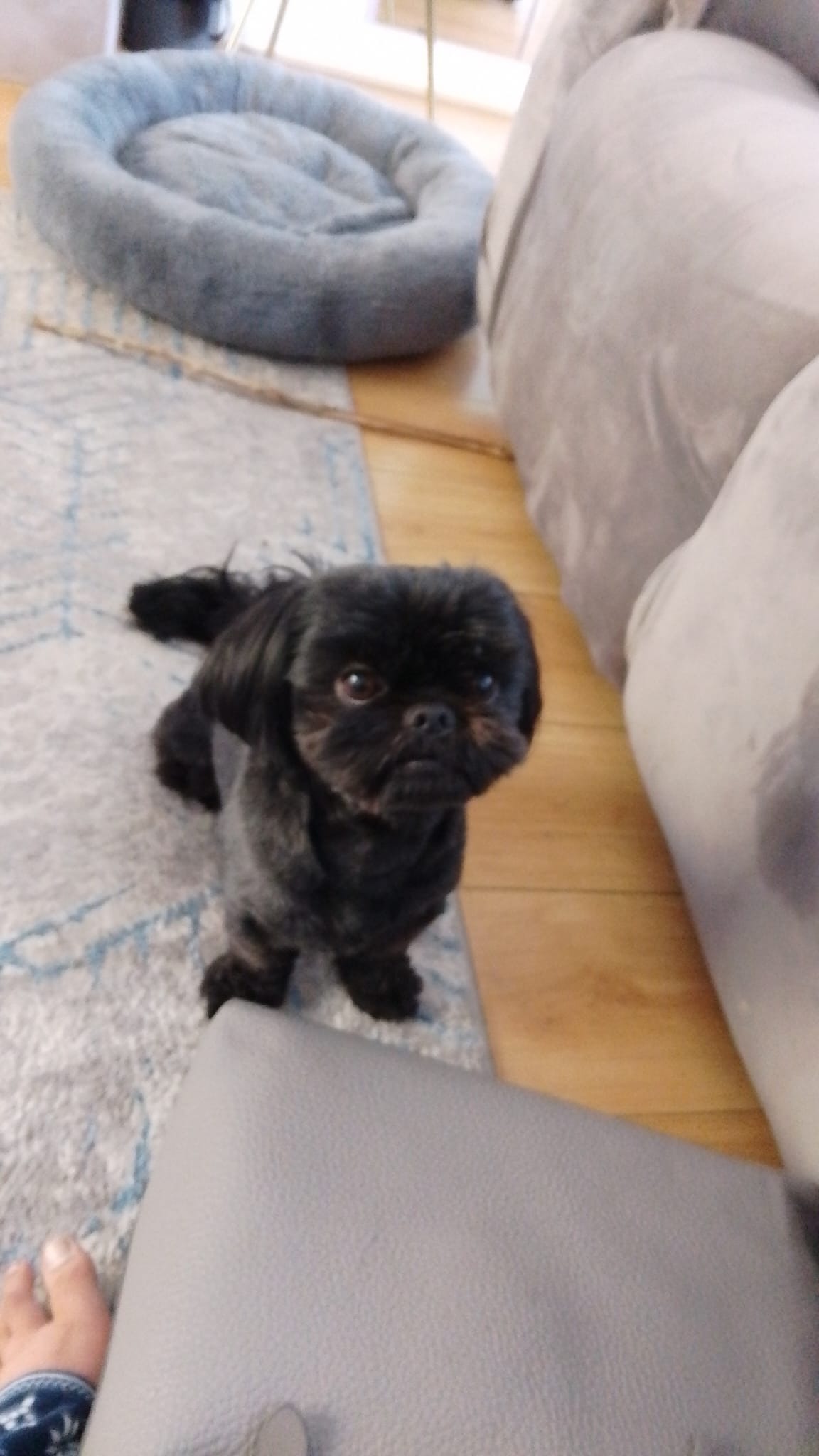 Binx's Treatment campaign photo, 7 of 8
