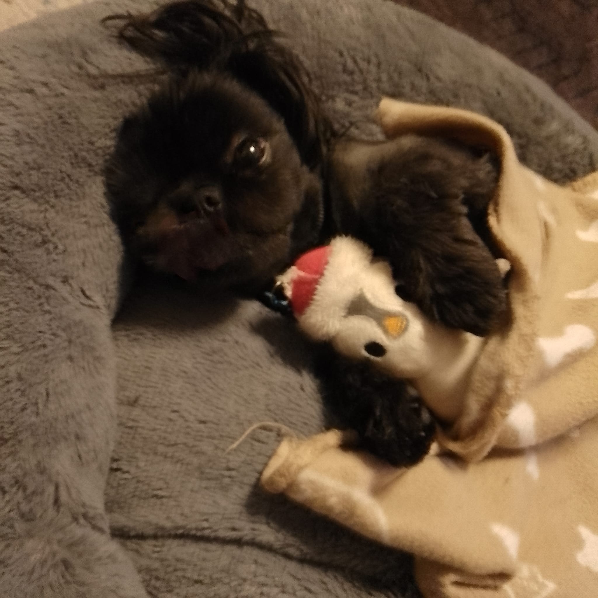 Binx's Treatment campaign photo, 2 of 8