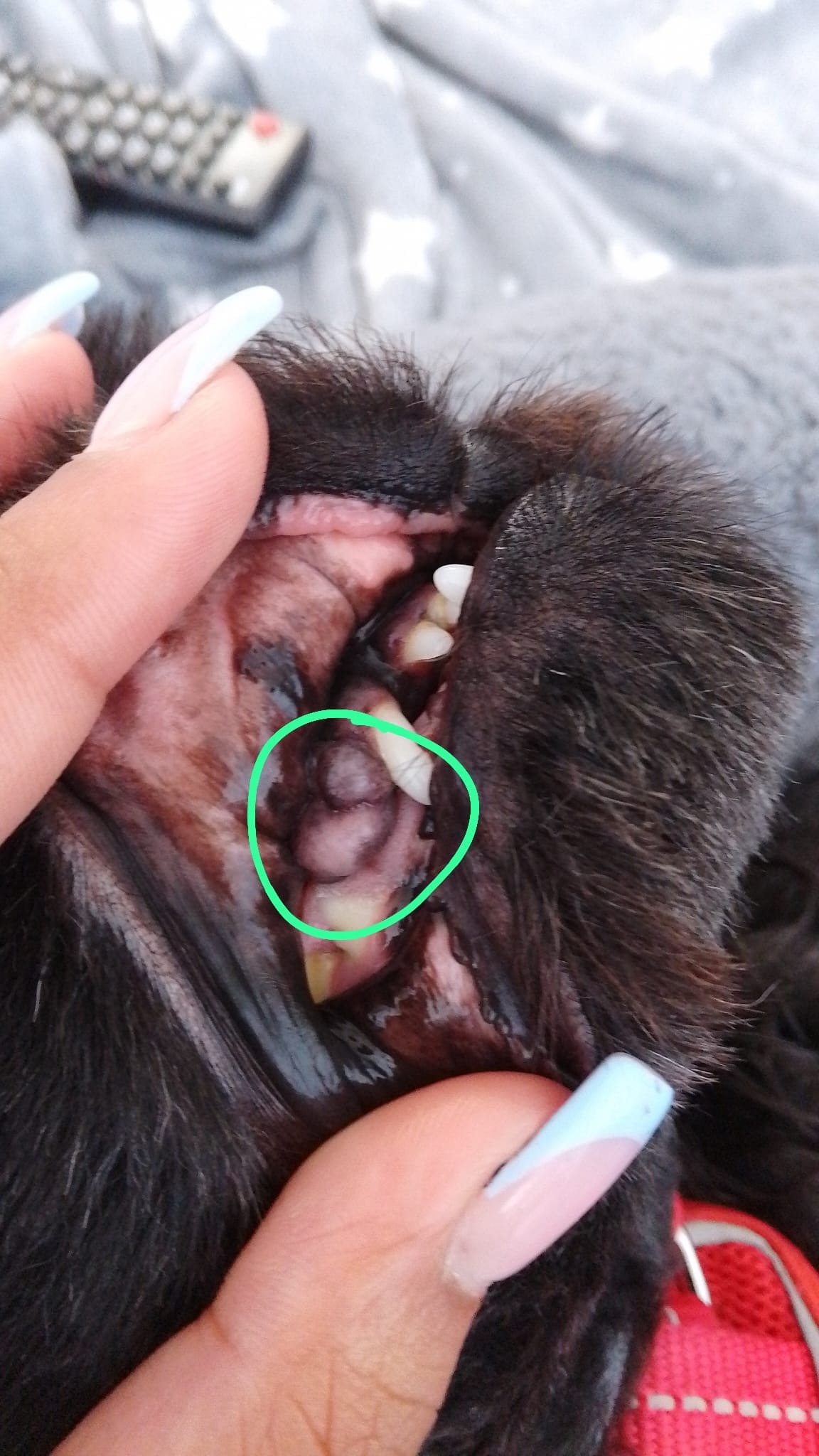Binx's Treatment campaign photo, 4 of 8