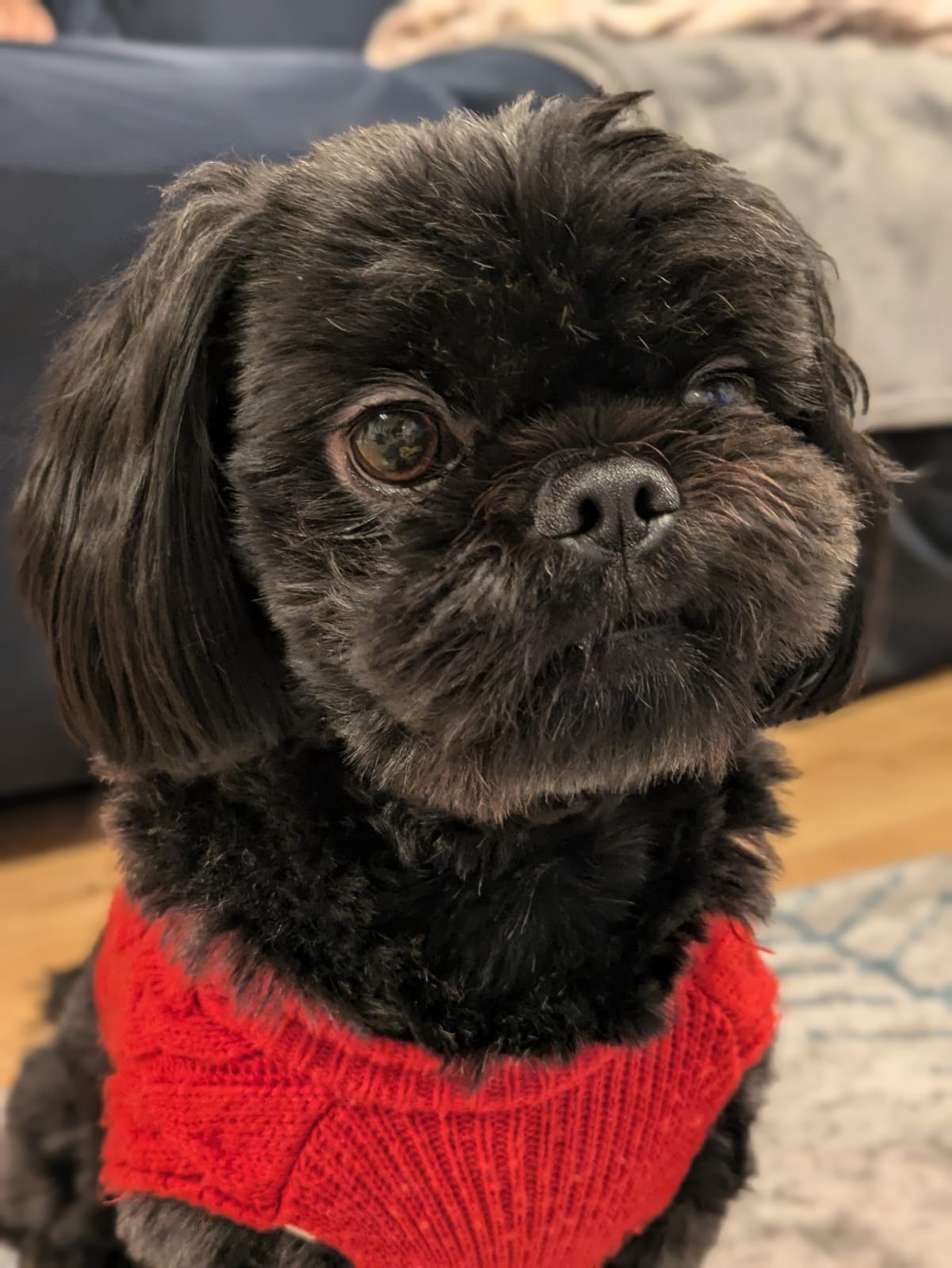 Binx's Treatment campaign photo, 6 of 8