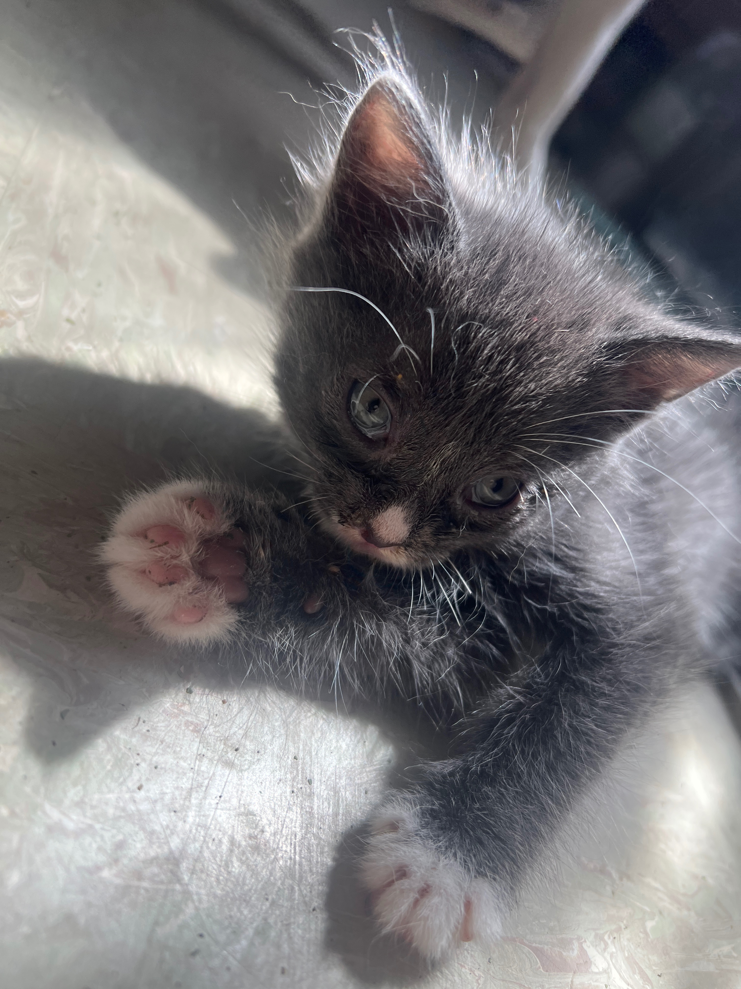 Urgent Vet Care Needed for Sianna's Kittens campaign photo, 7 of 8
