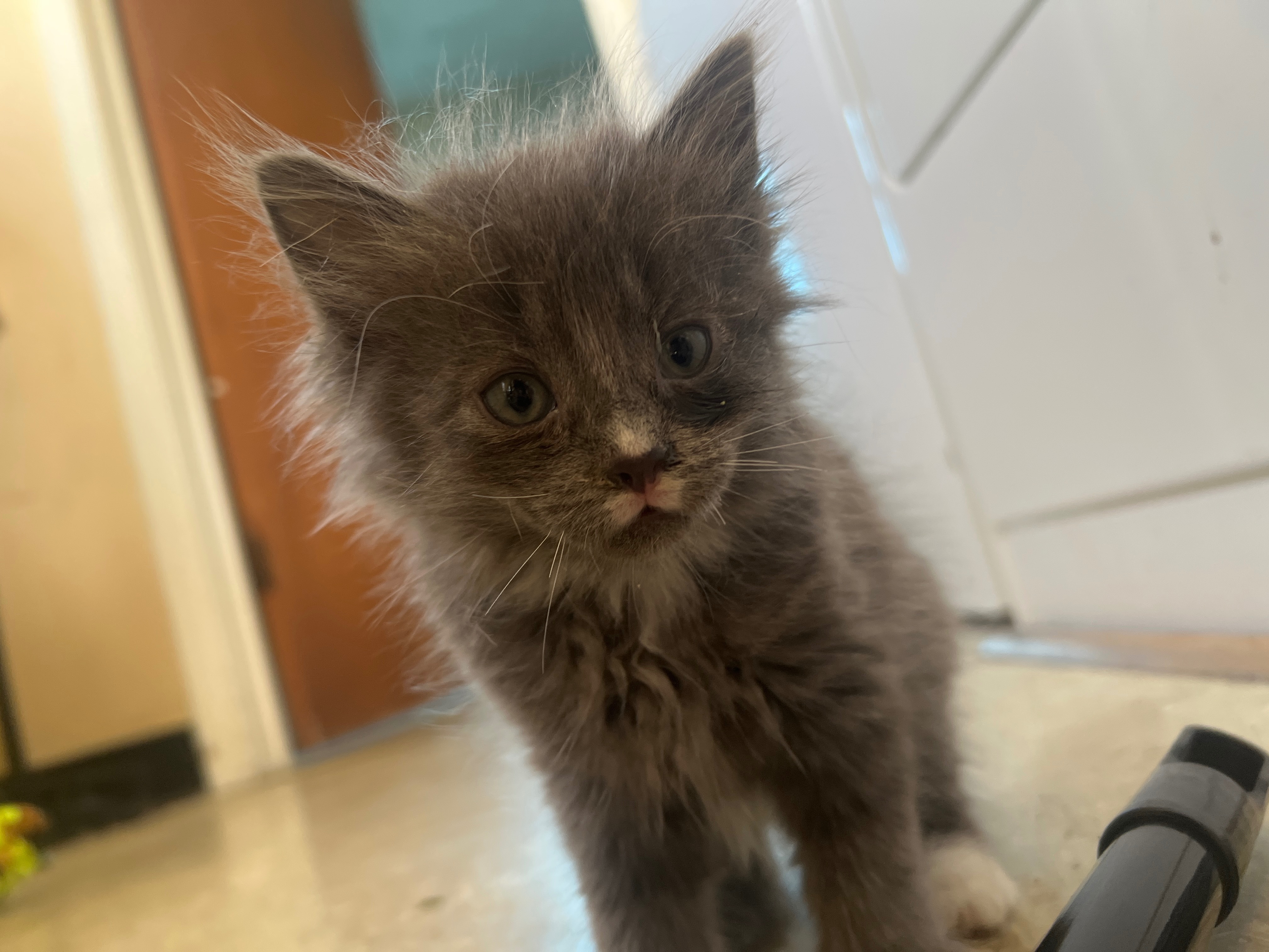 Urgent Vet Care Needed for Sianna's Kittens campaign photo, 2 of 8
