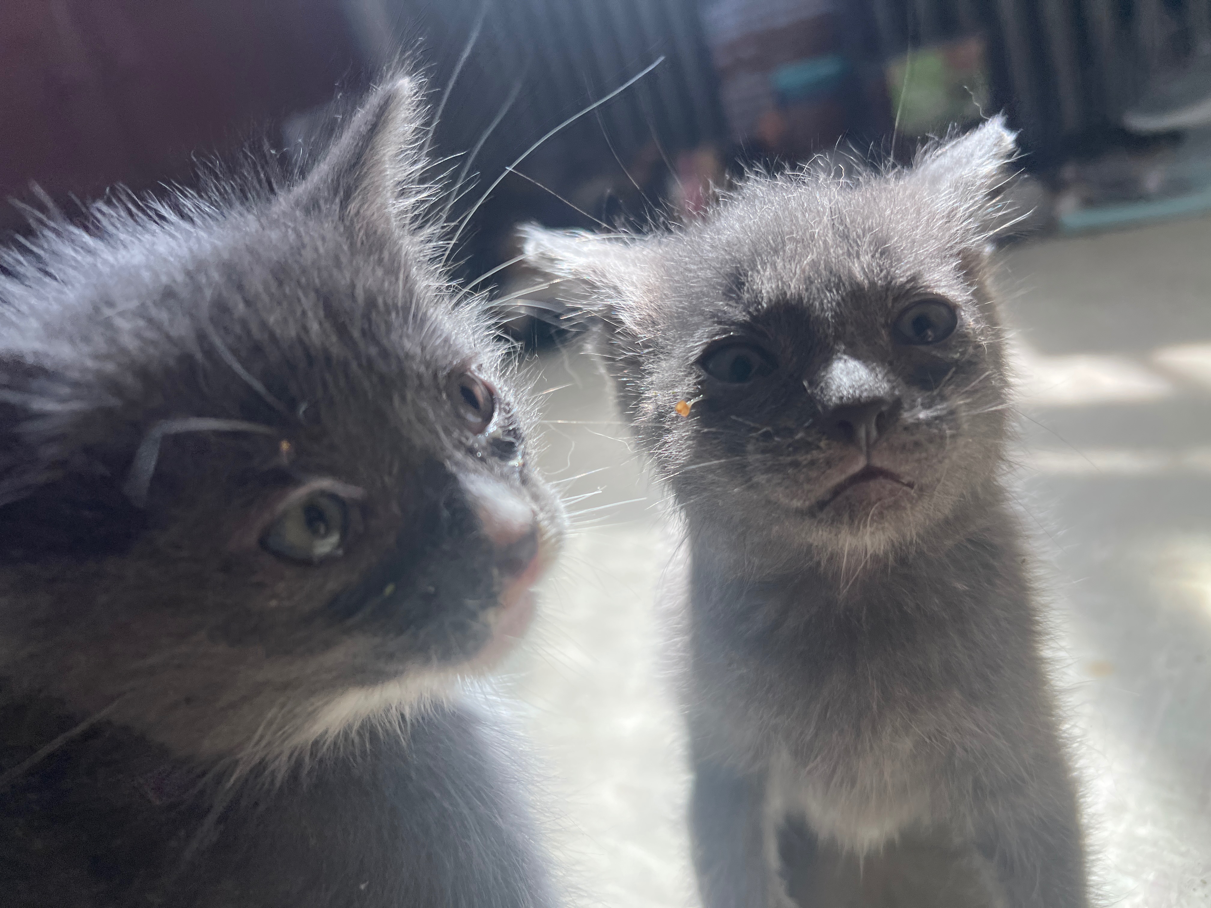 Urgent Vet Care Needed for Sianna's Kittens campaign photo, 4 of 8