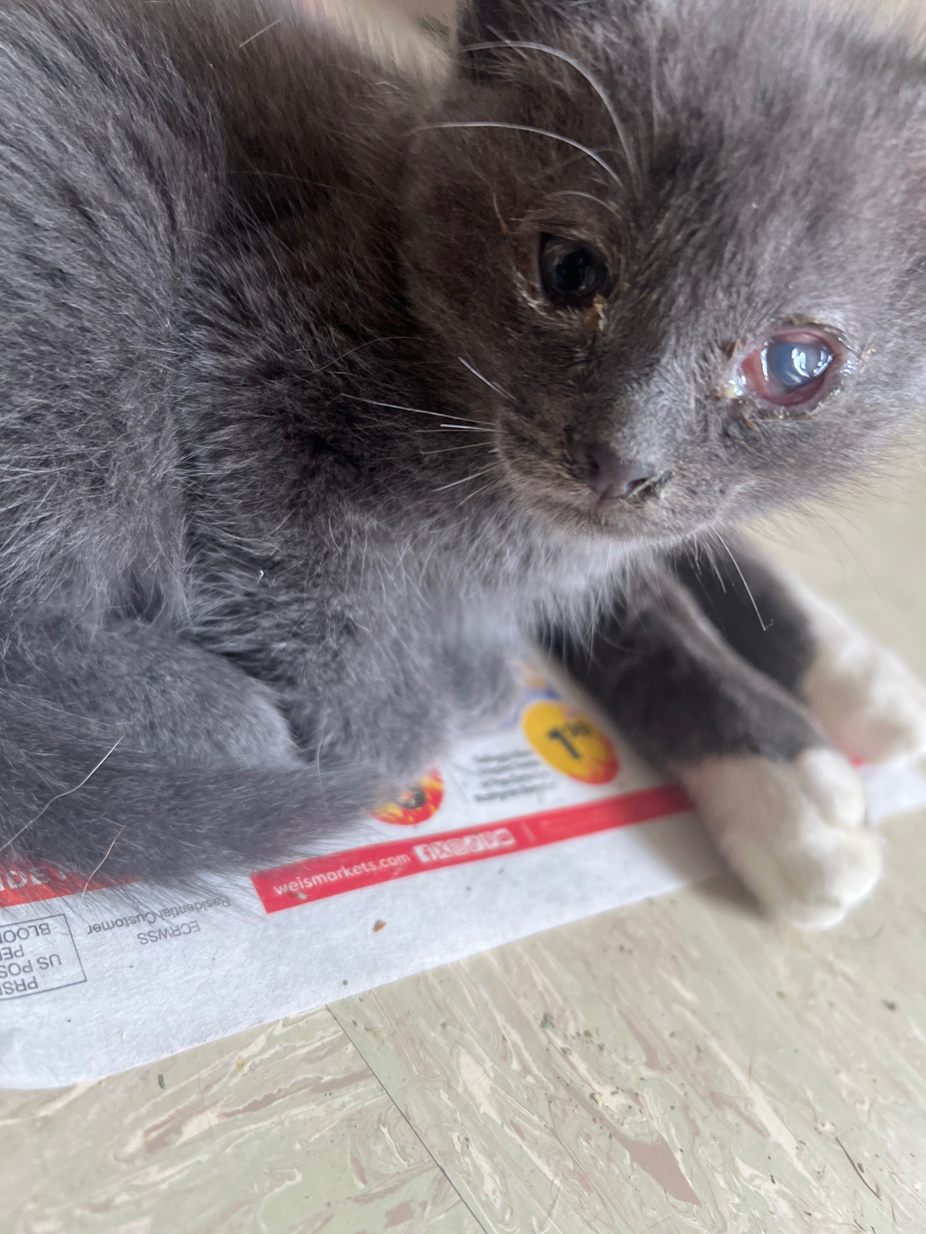 Urgent Vet Care Needed for Sianna's Kittens campaign photo, 5 of 8