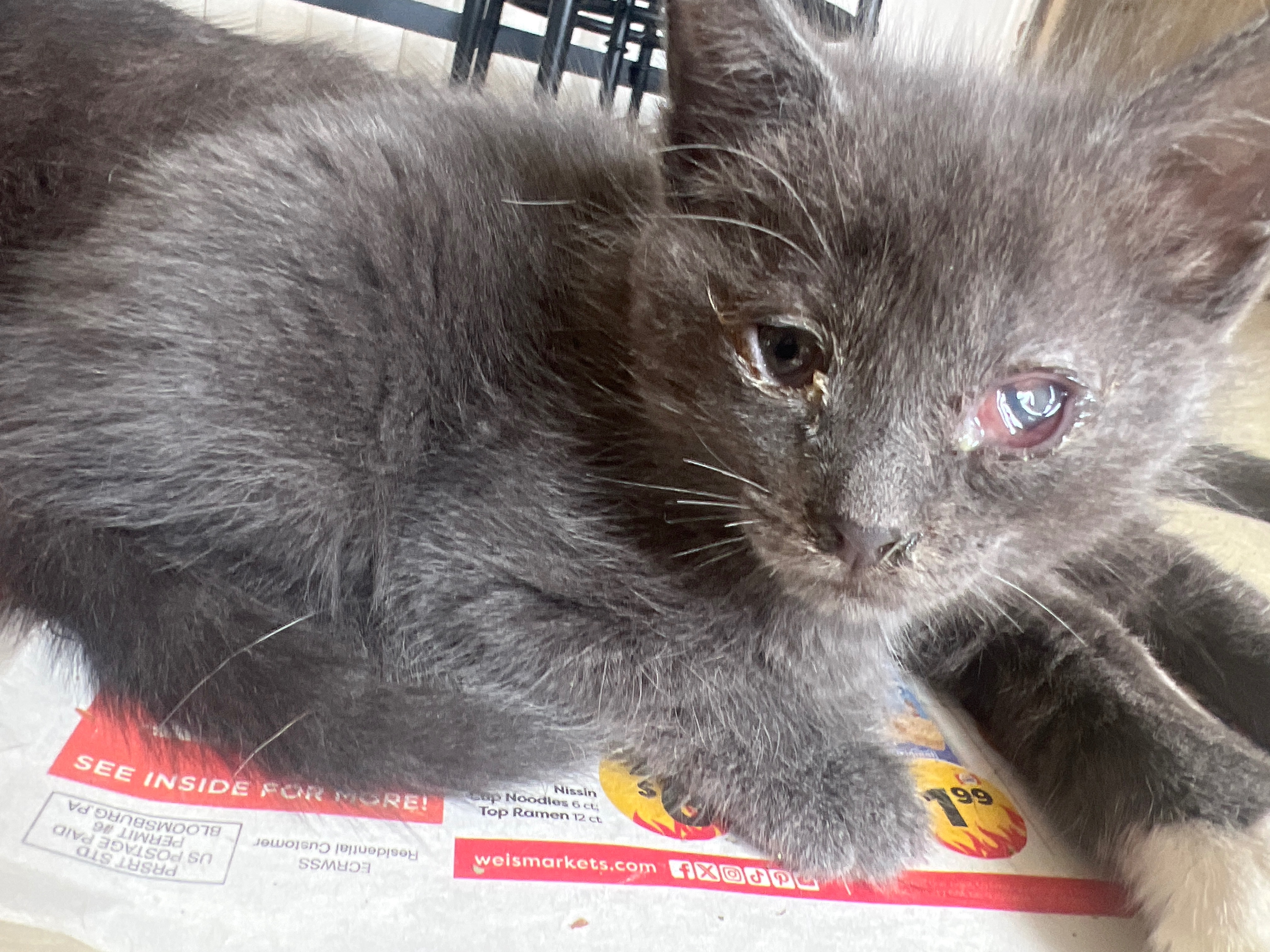 Urgent Vet Care Needed for Sianna's Kittens campaign photo, 6 of 8
