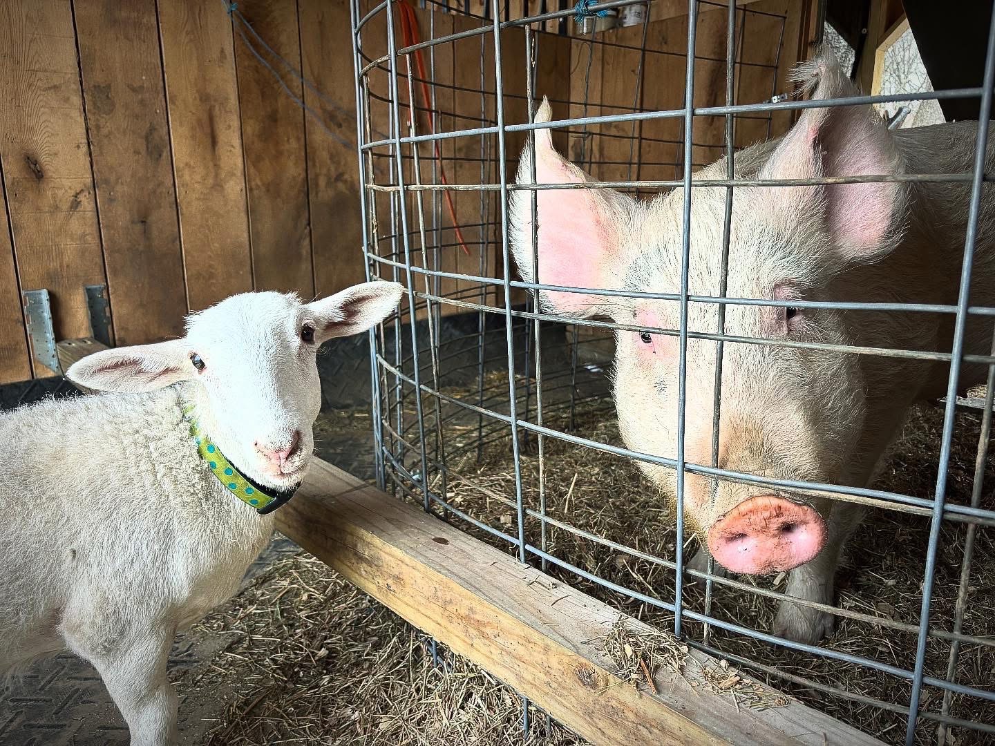 Poore Farm Sanctuary Needs Grass and Cash! campaign photo, 7 of 8