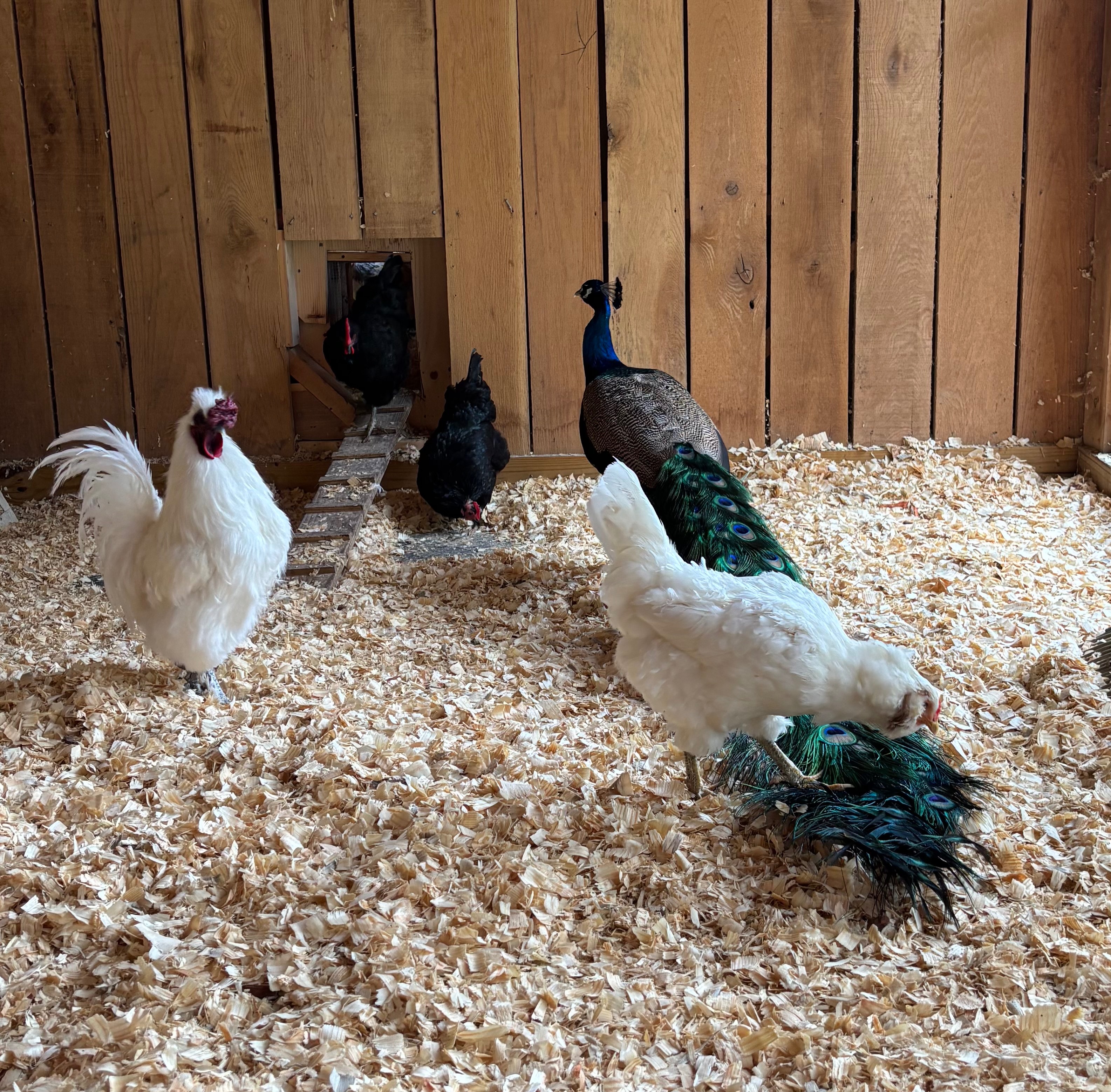 Poore Farm Sanctuary Needs Grass and Cash! campaign photo, 2 of 8