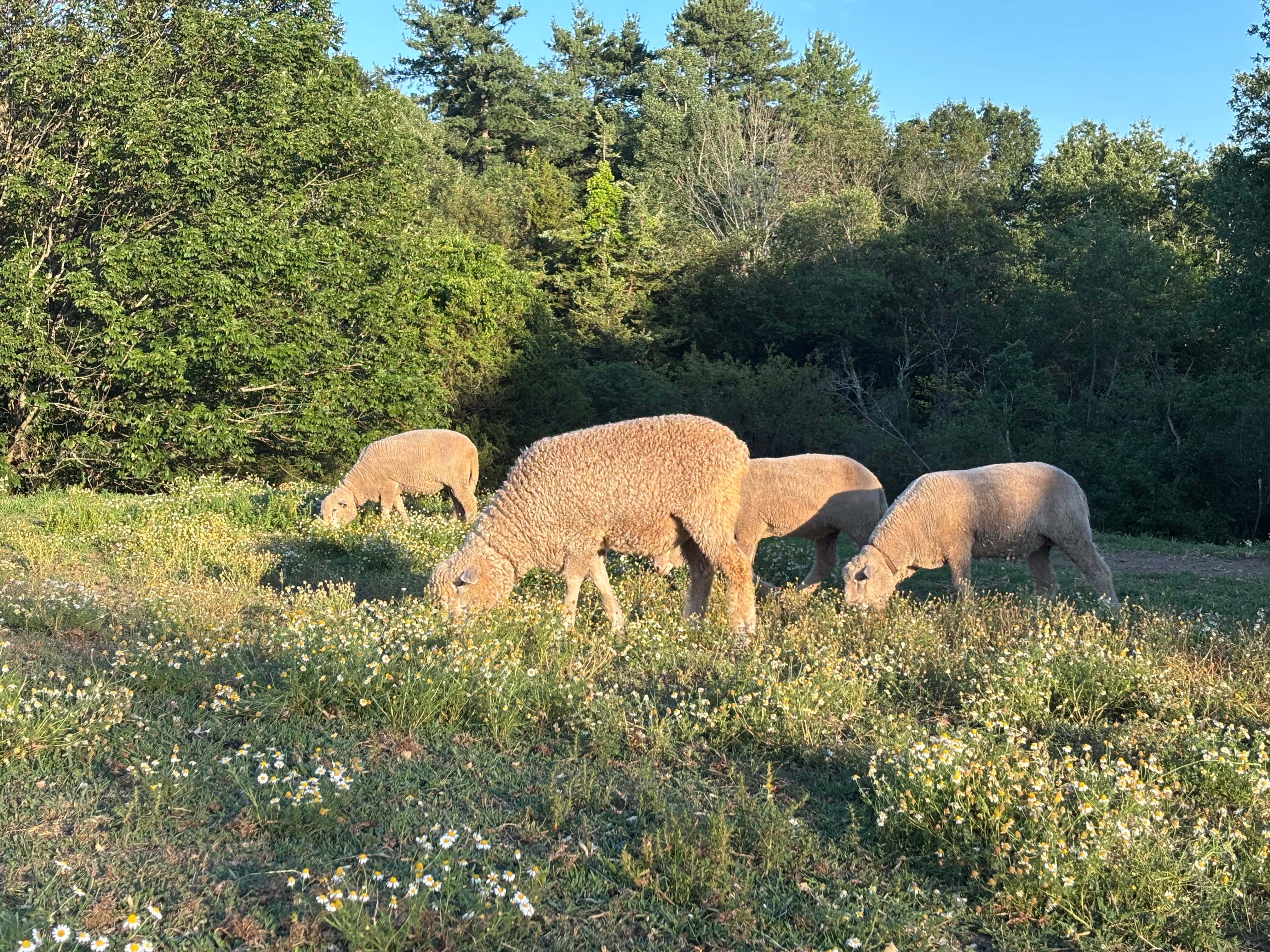 Poore Farm Sanctuary Needs Grass and Cash! campaign photo, 4 of 8