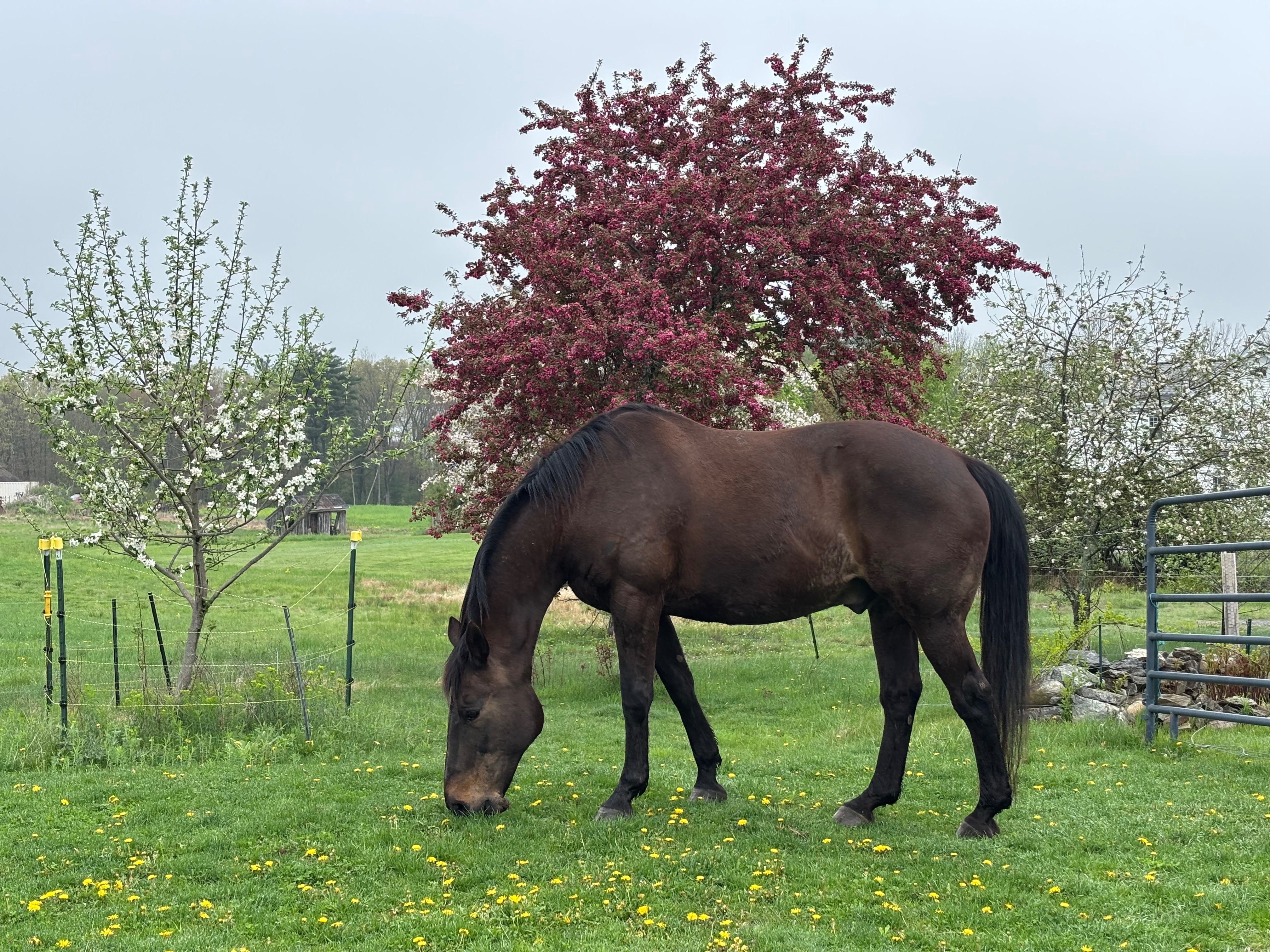 Poore Farm Sanctuary Needs Grass and Cash! campaign photo, 5 of 8