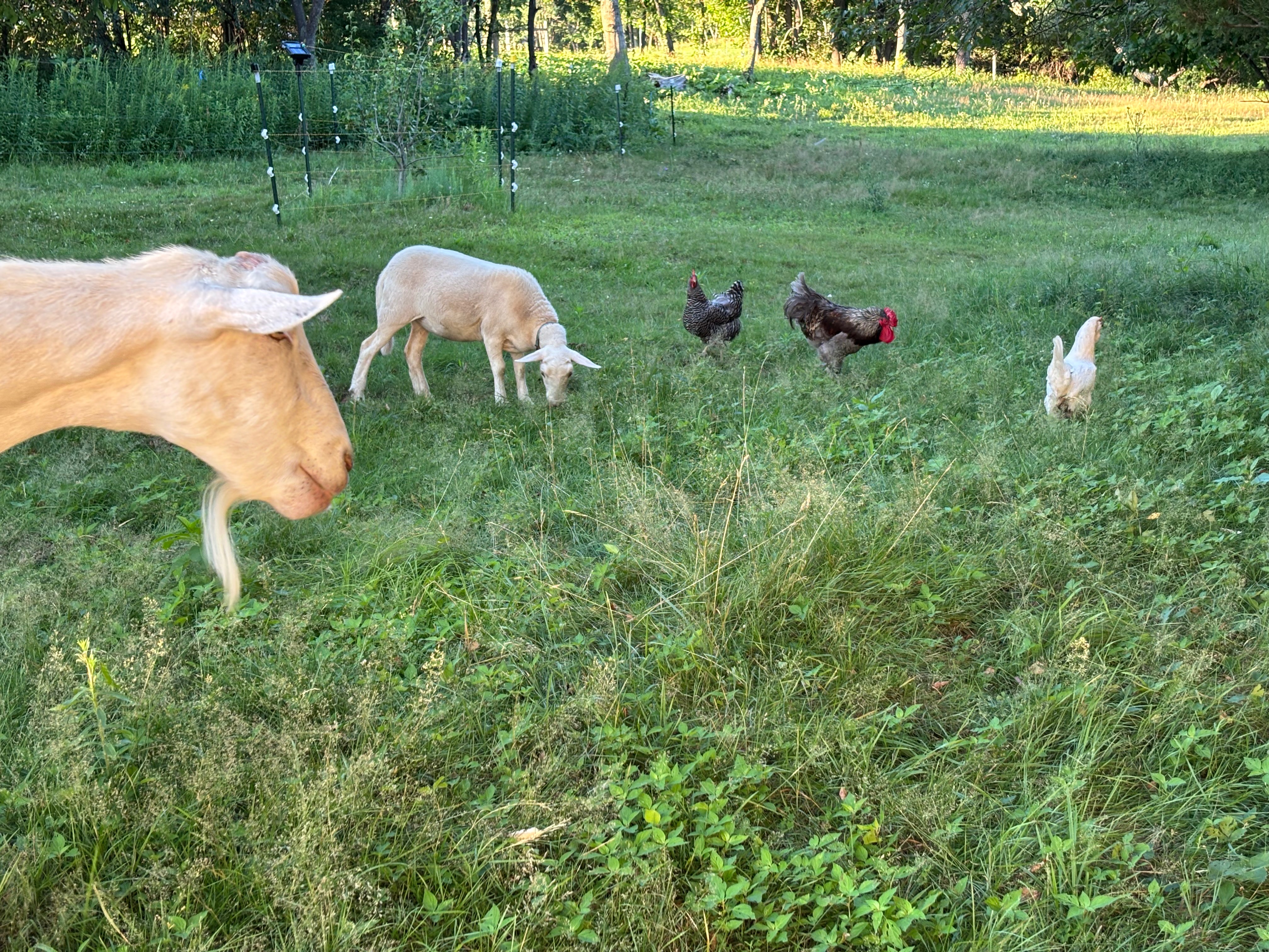 Poore Farm Sanctuary Needs Grass and Cash! campaign photo, 6 of 8
