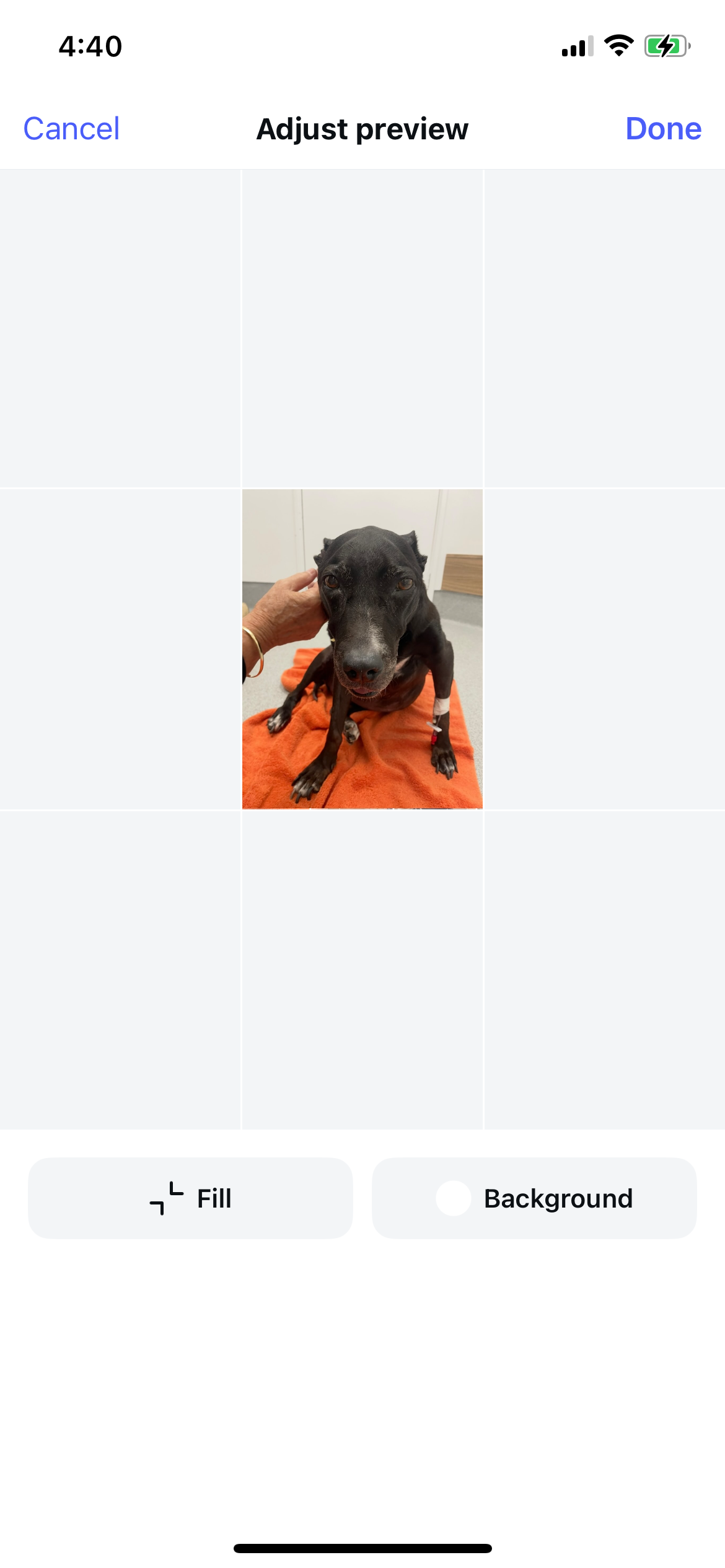 PLEASE SAVE MIA! campaign photo, 2 of 4