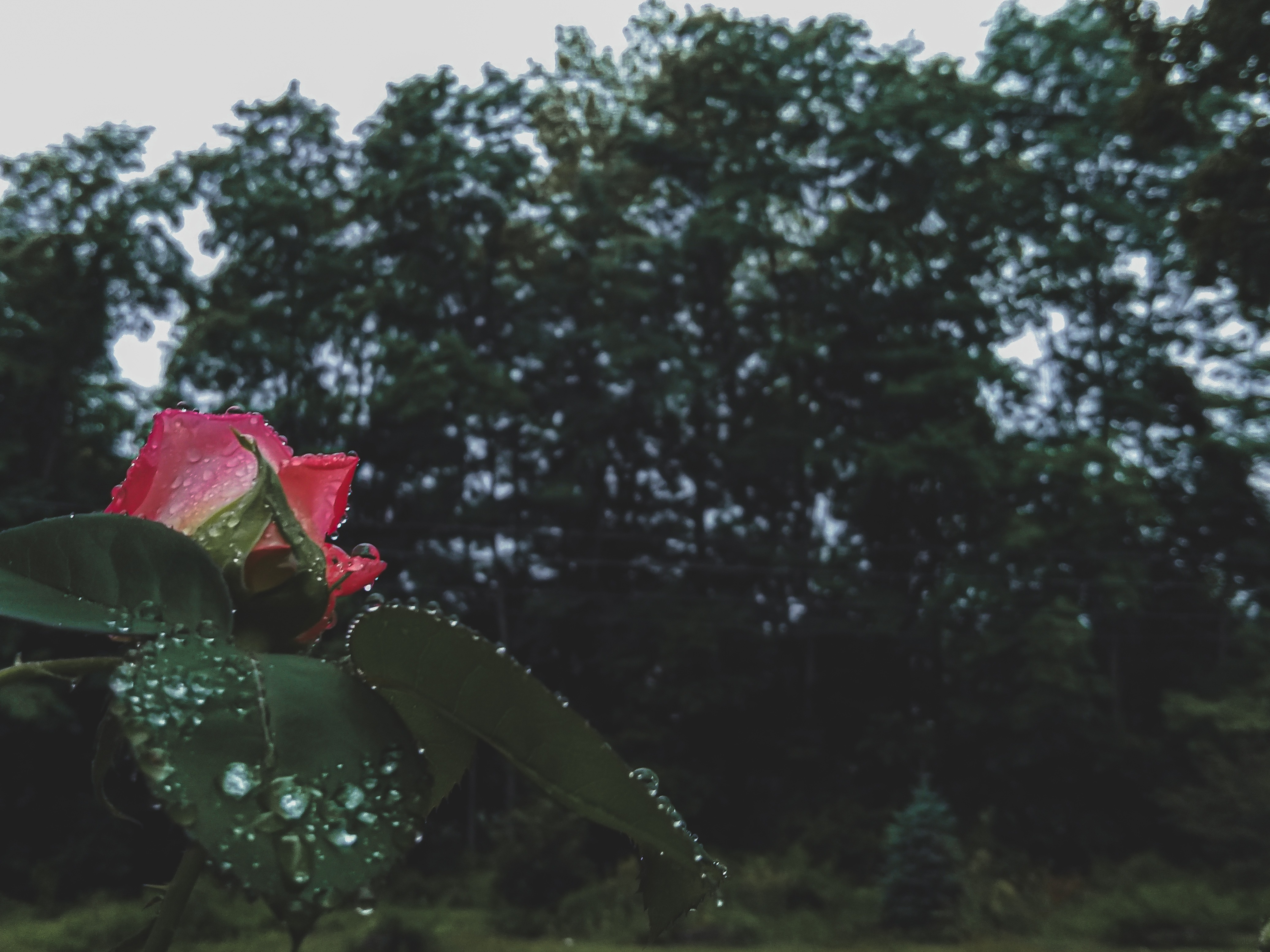 User-uploaded image 1