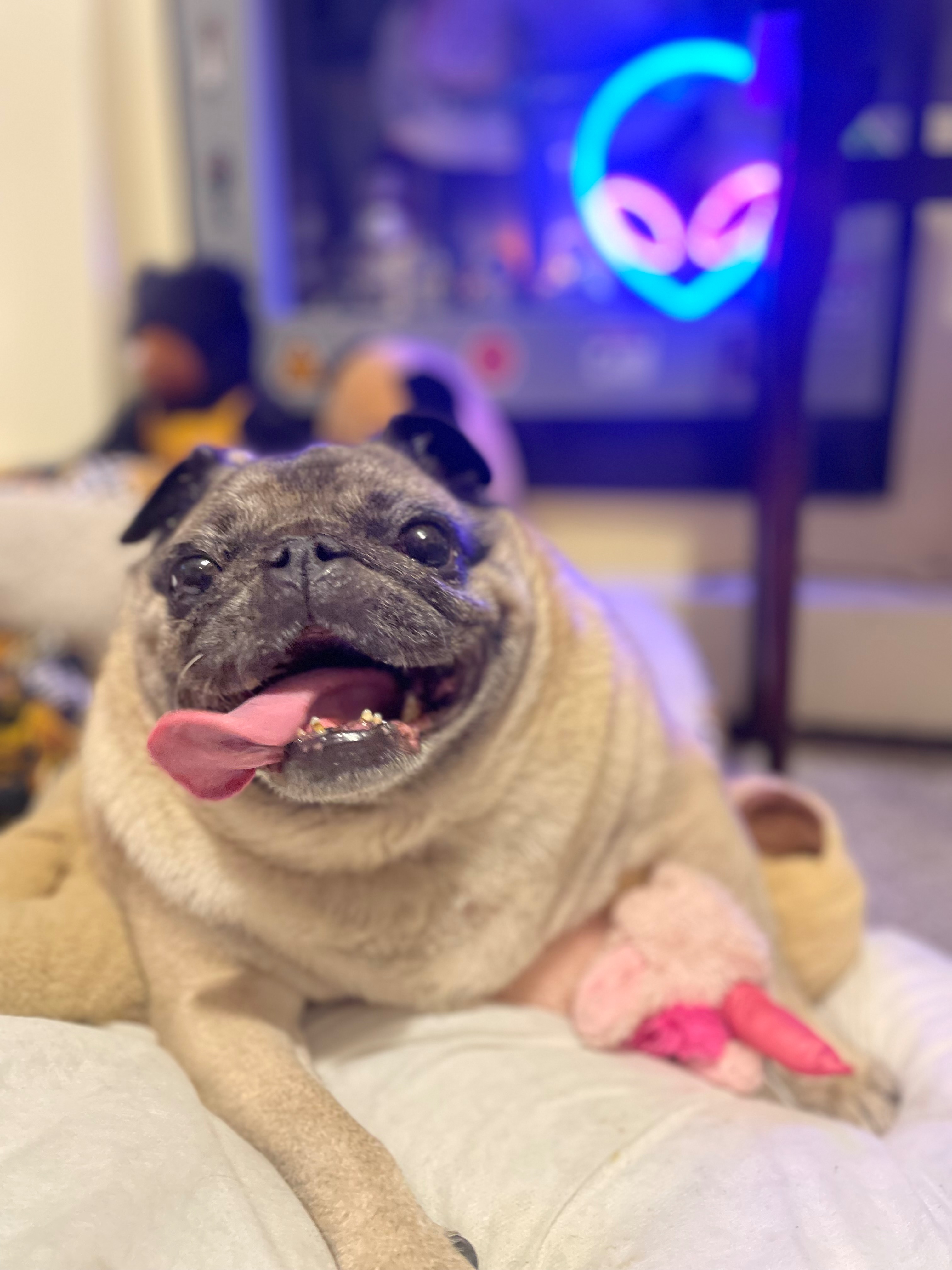 Mable the Angel pug charity campaign photo, 7 of 8