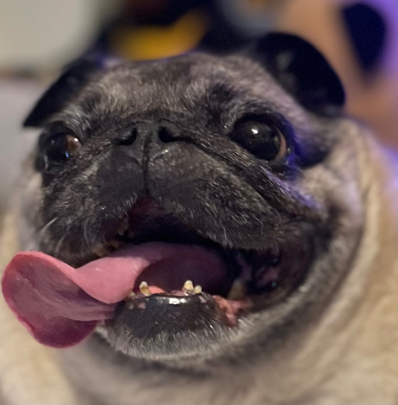 Mable the Angel pug charity campaign photo, 2 of 8