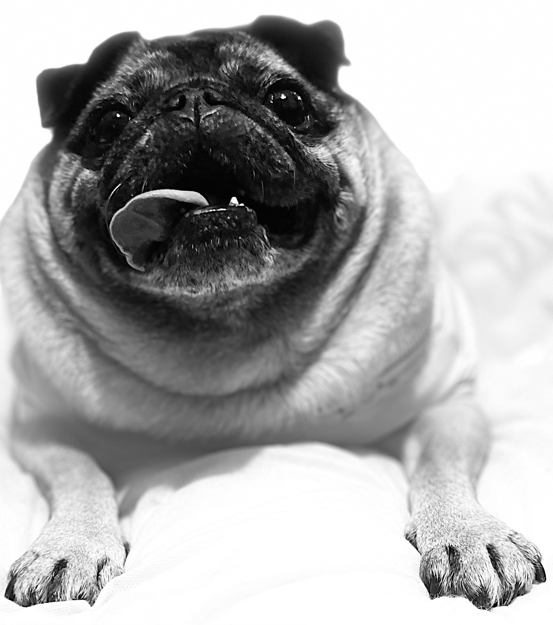 Mable the Angel pug charity campaign photo, 5 of 8