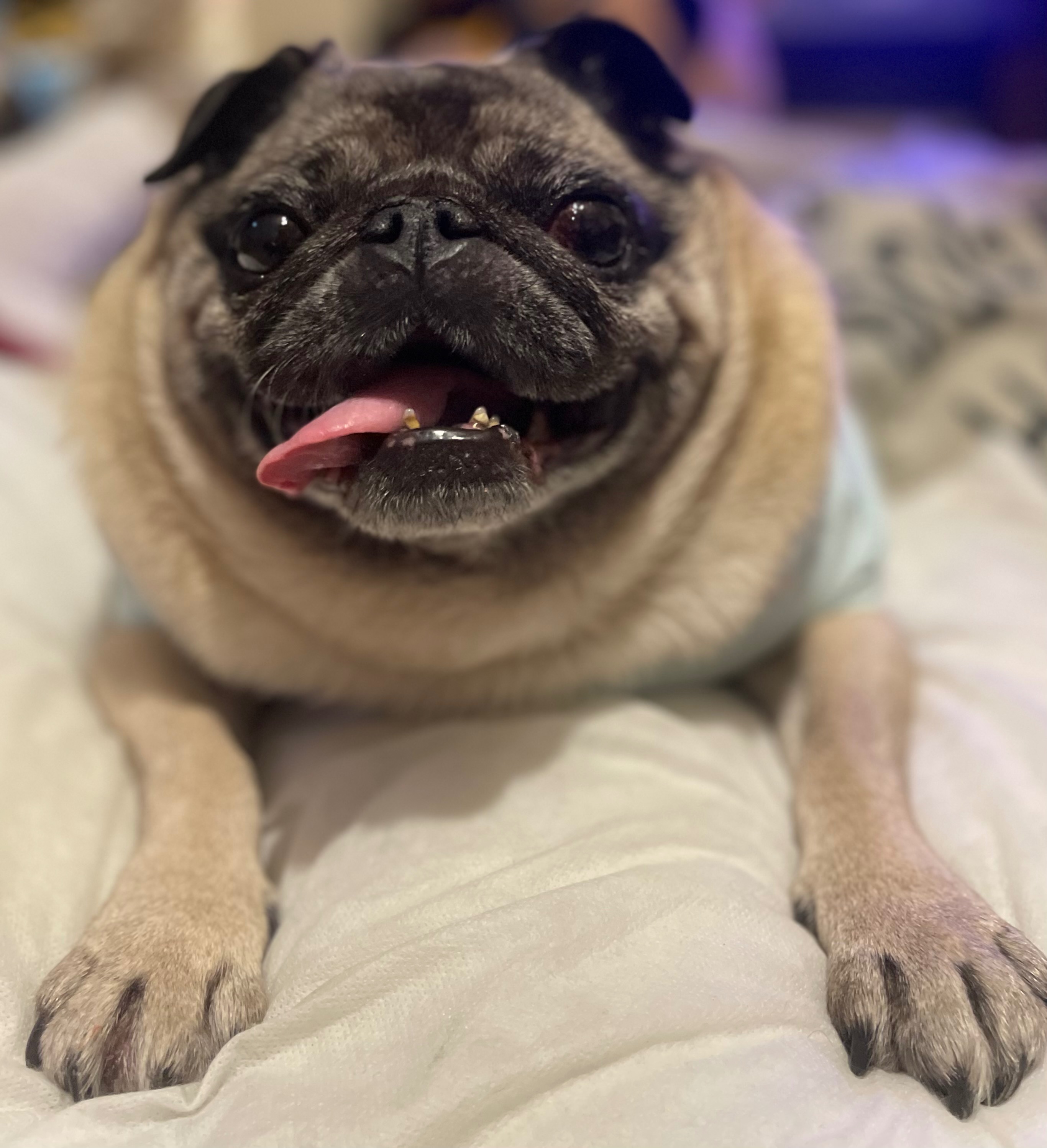 Mable the Angel pug charity campaign photo, 6 of 8