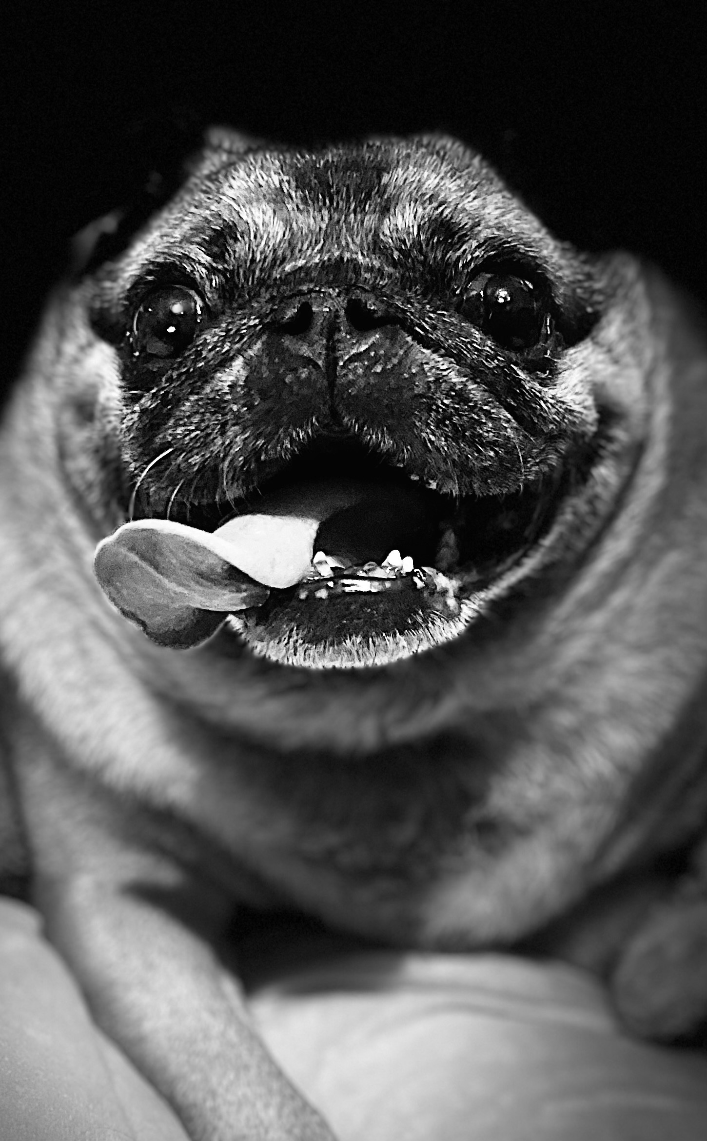 Mable the Angel pug charity campaign photo, 4 of 8