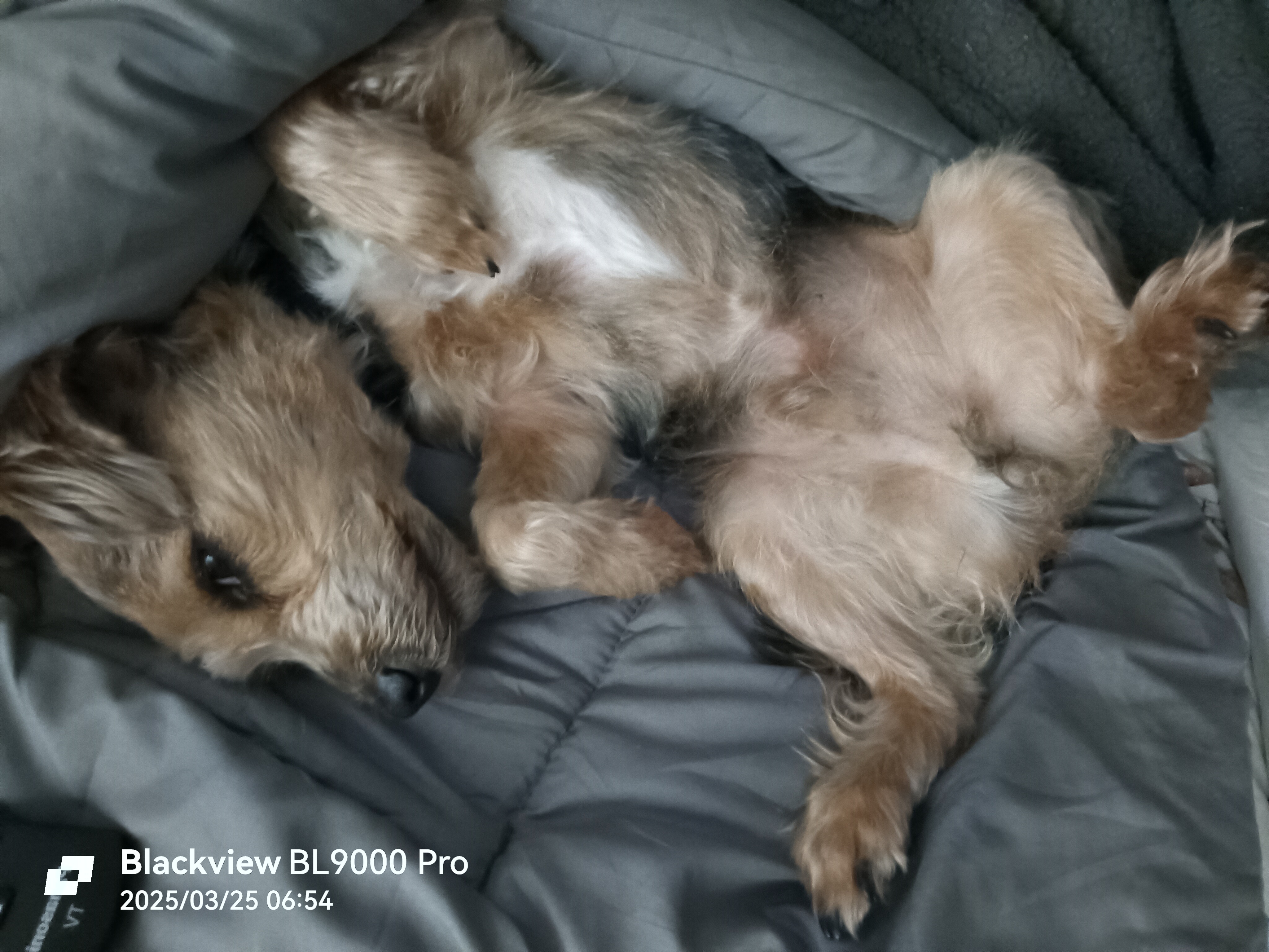 Help Billy the cross terrier see again, please! campaign photo, 6 of 7