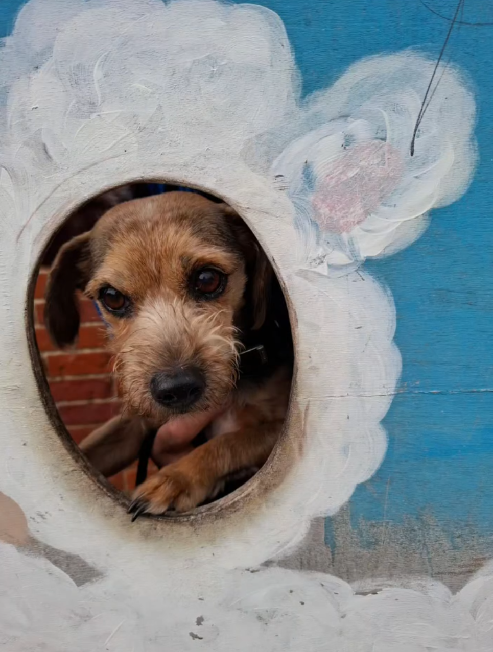 Help Billy the cross terrier see again, please! campaign photo, 4 of 7
