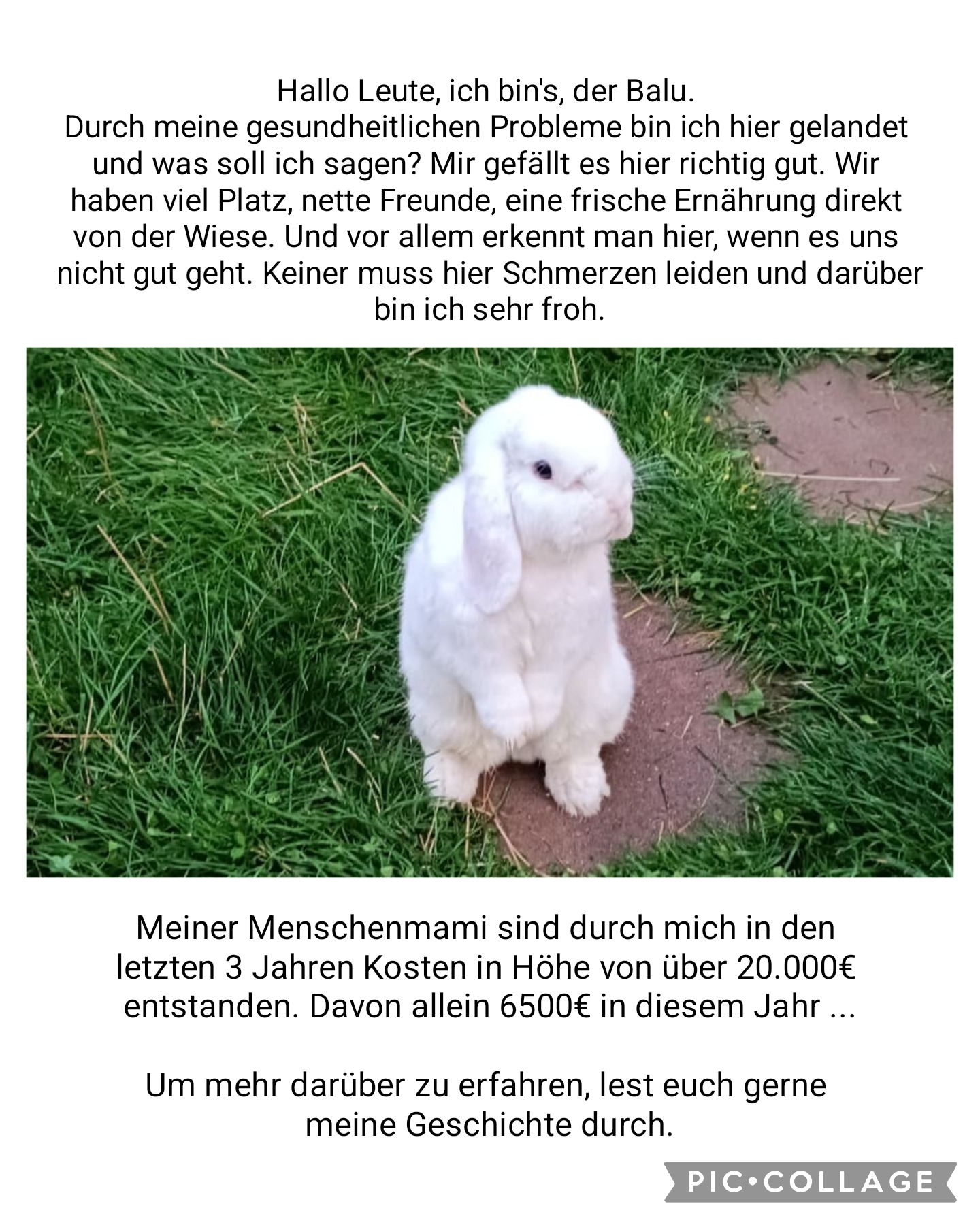 Tierzahnarzt-Kosten für Balu campaign photo, 7 of 8