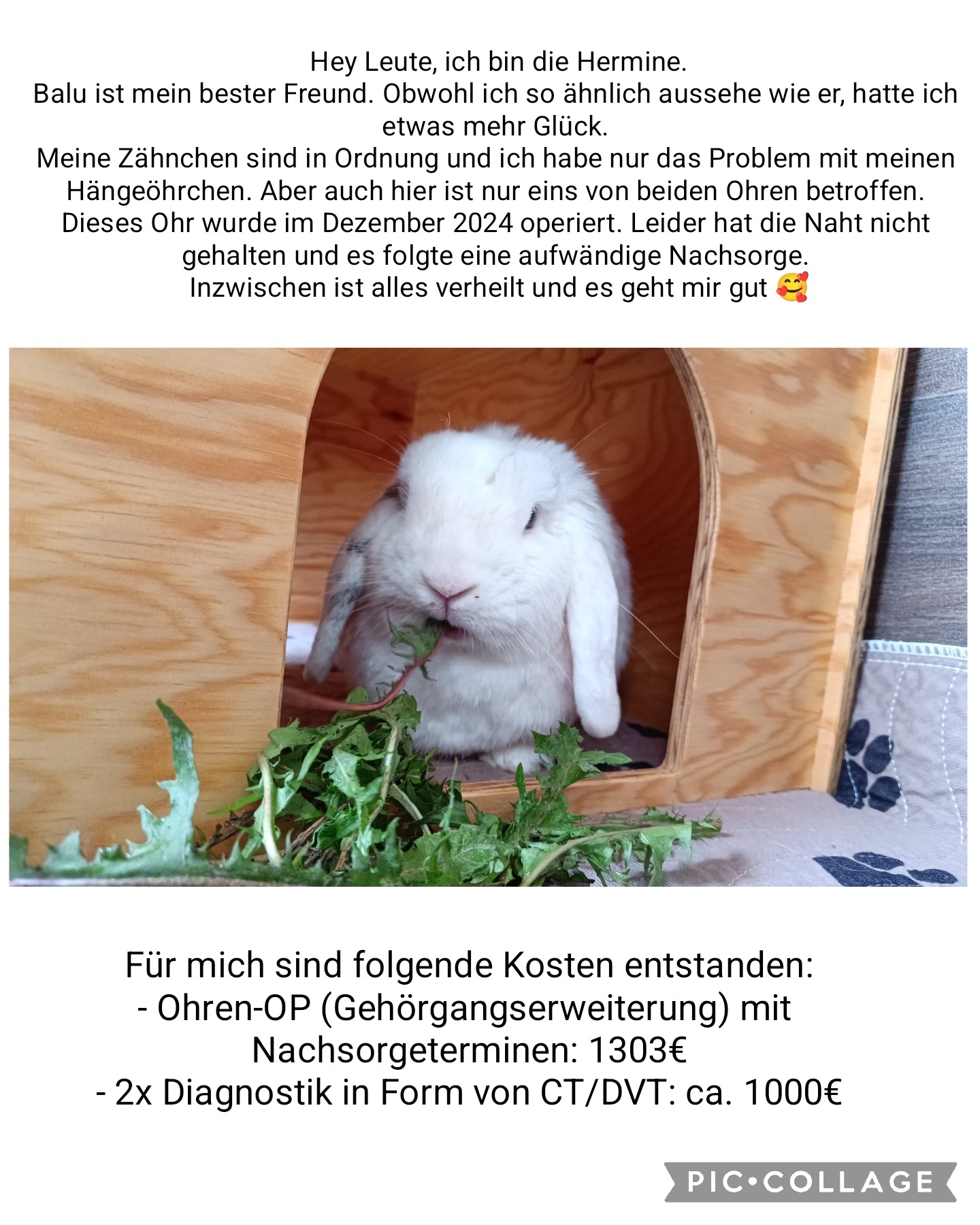 Tierzahnarzt-Kosten für Balu campaign photo, 2 of 8