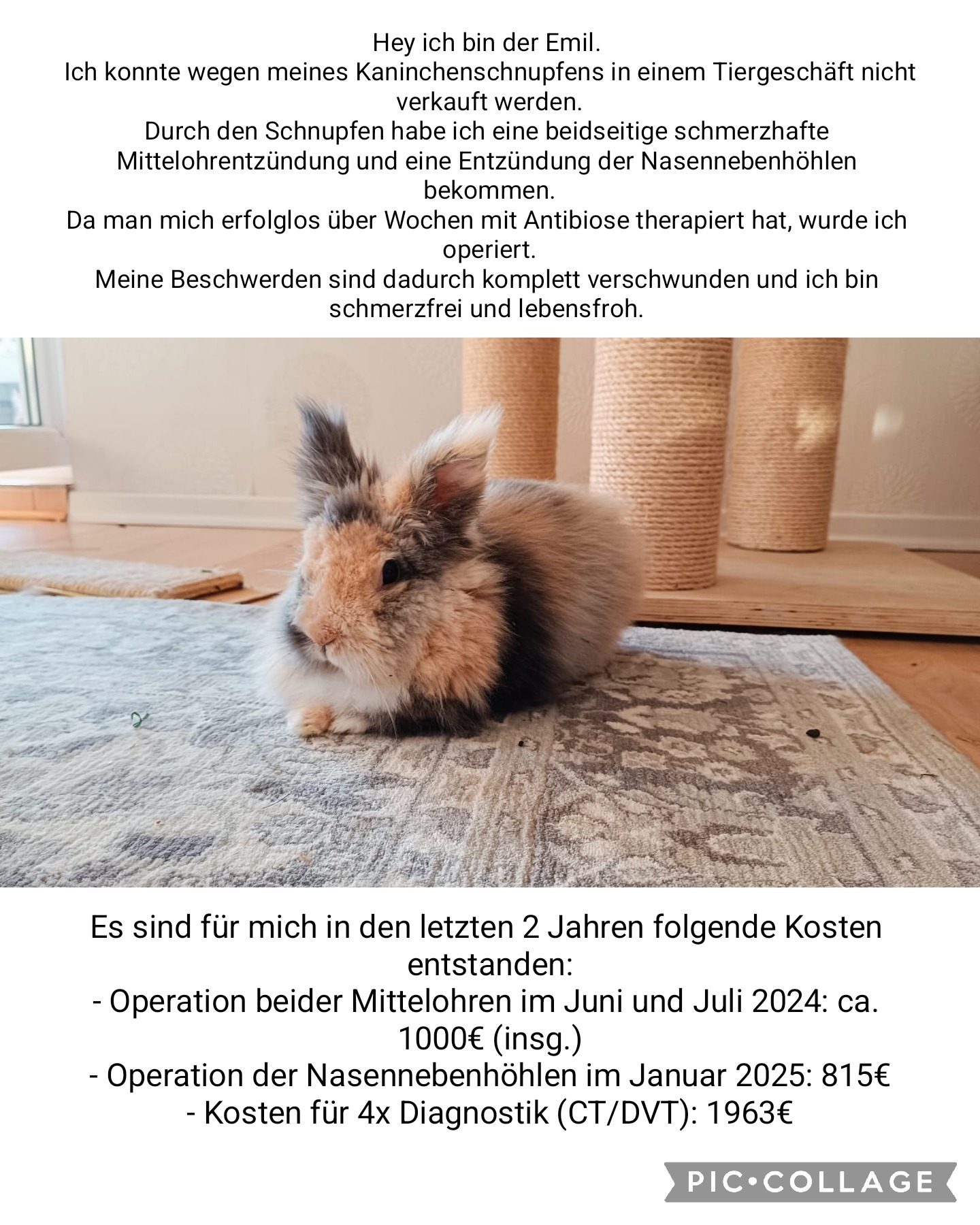 Tierzahnarzt-Kosten für Balu campaign photo, 4 of 8