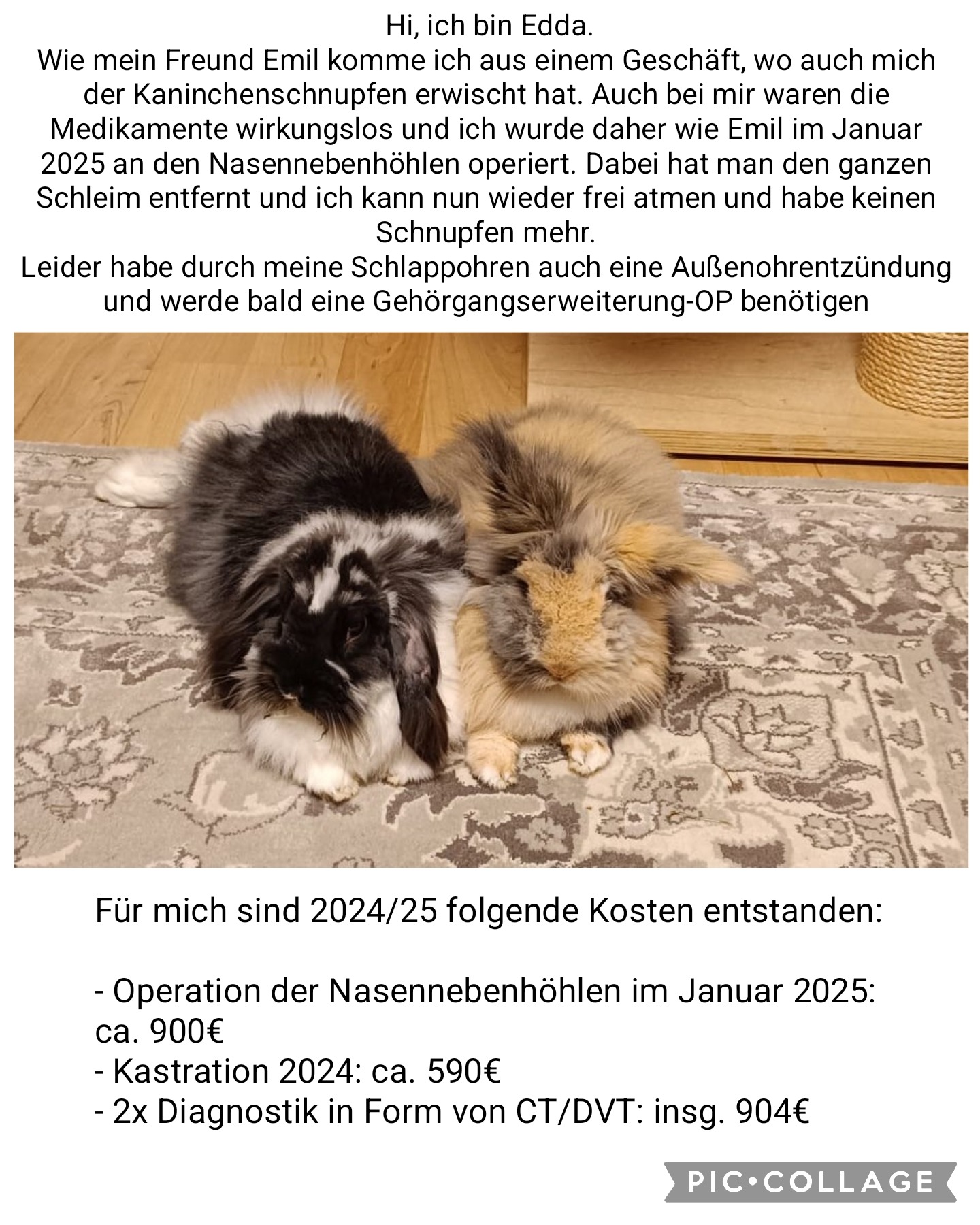 Tierzahnarzt-Kosten für Balu campaign photo, 5 of 8
