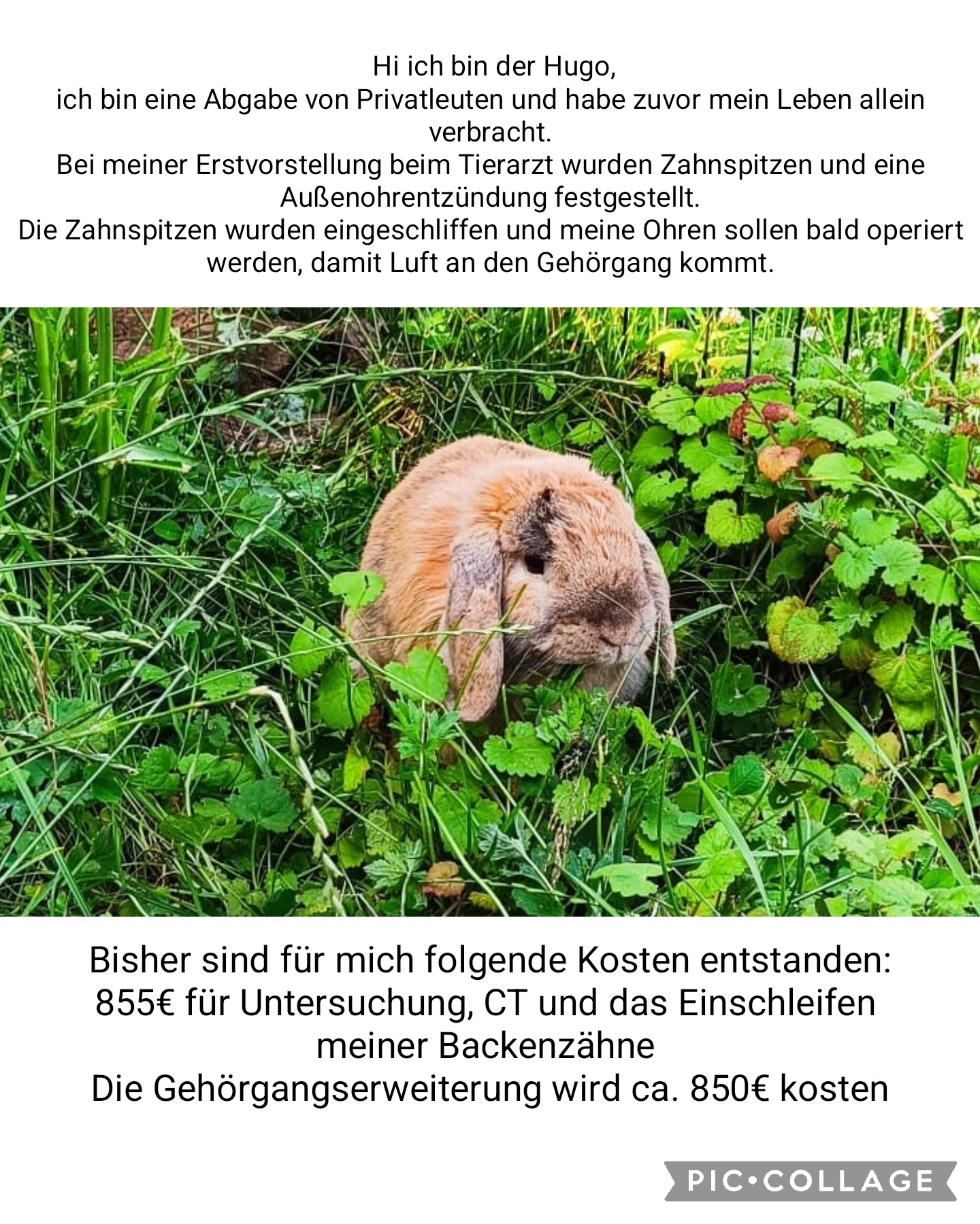 Tierzahnarzt-Kosten für Balu campaign photo, 6 of 8
