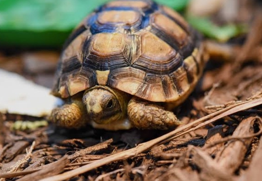 Help Sebastian Get His Birthday Turtle campaign photo, 2 of 4
