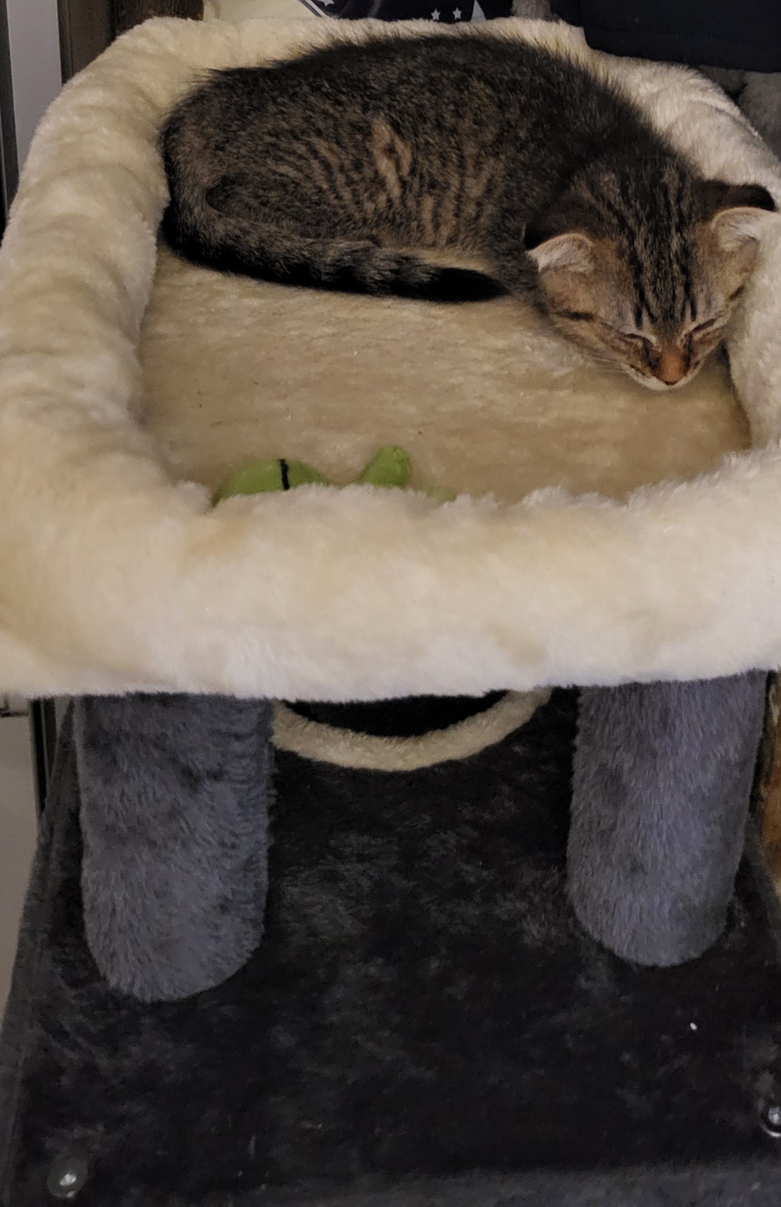 Ausgesetzt und dem Schicksal überlassen – Katzenfamilie campaign photo, 7 of 8