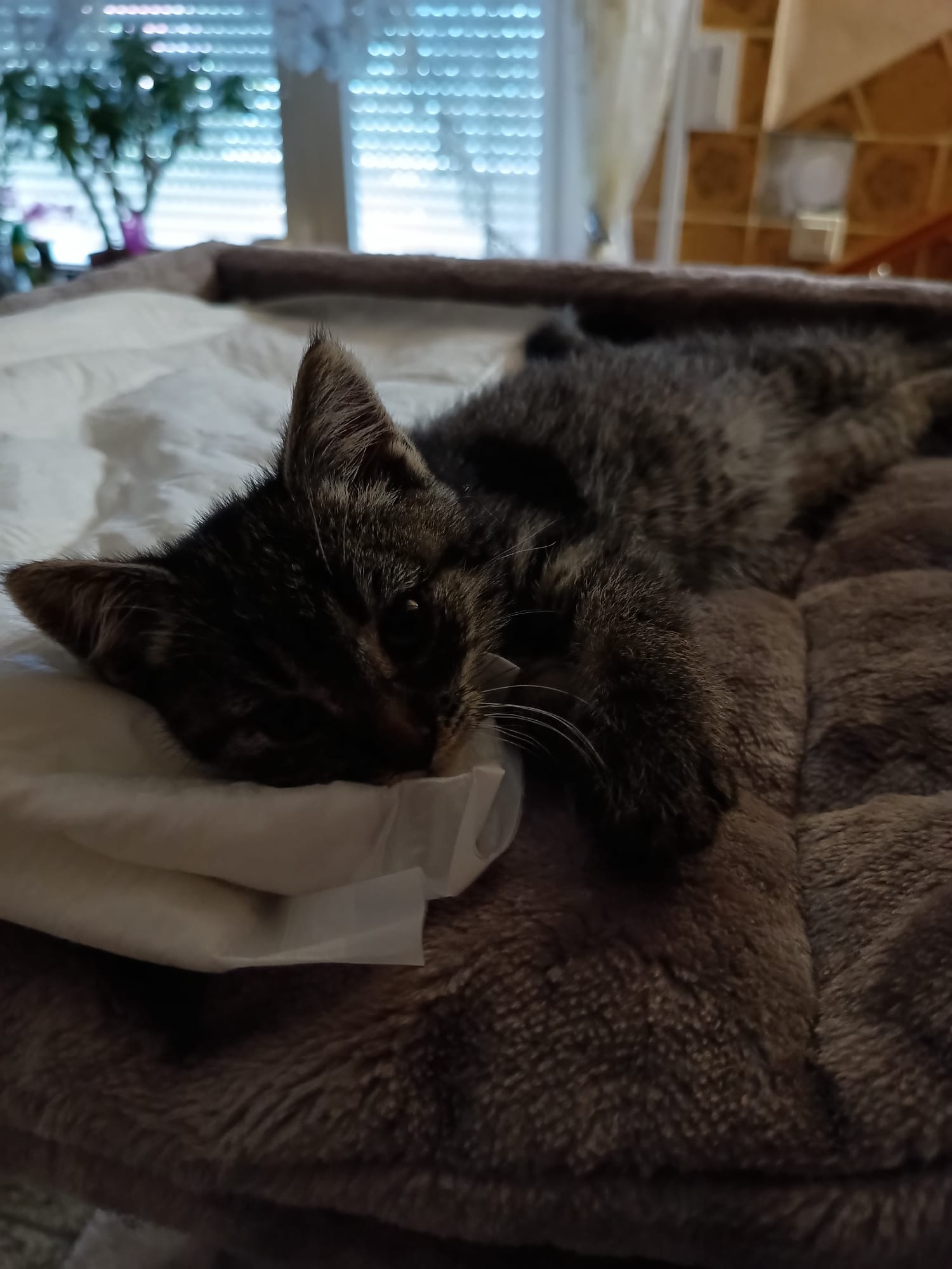 Ausgesetzt und dem Schicksal überlassen – Katzenfamilie campaign photo, 4 of 8