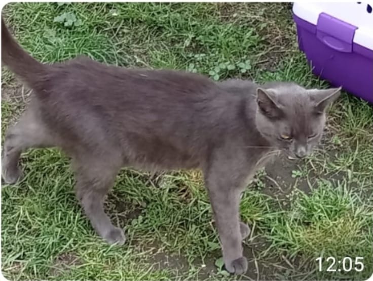 Ausgesetzt und dem Schicksal überlassen – Katzenfamilie campaign photo, 5 of 8