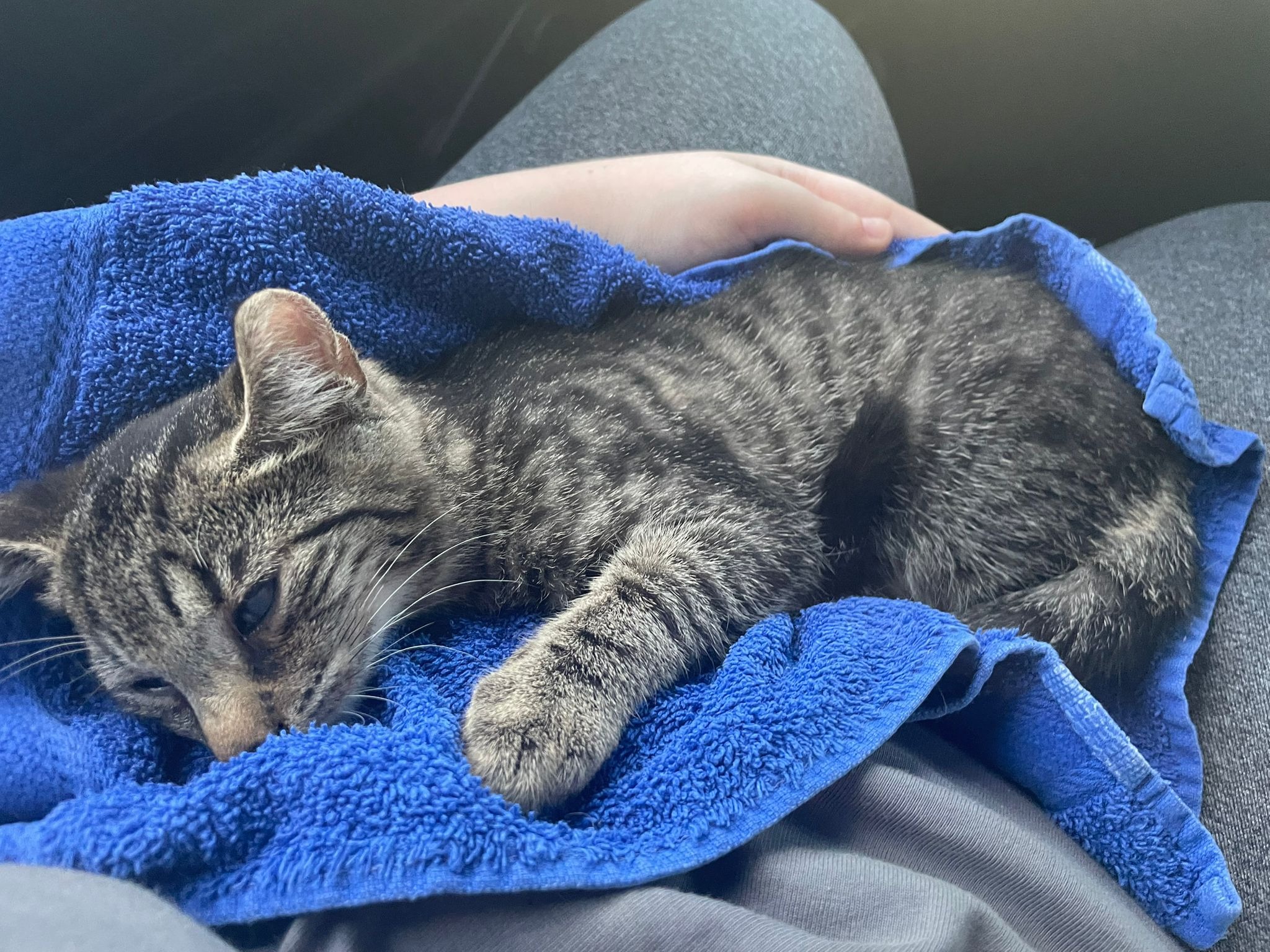 Ausgesetzt und dem Schicksal überlassen – Katzenfamilie campaign photo, 6 of 8