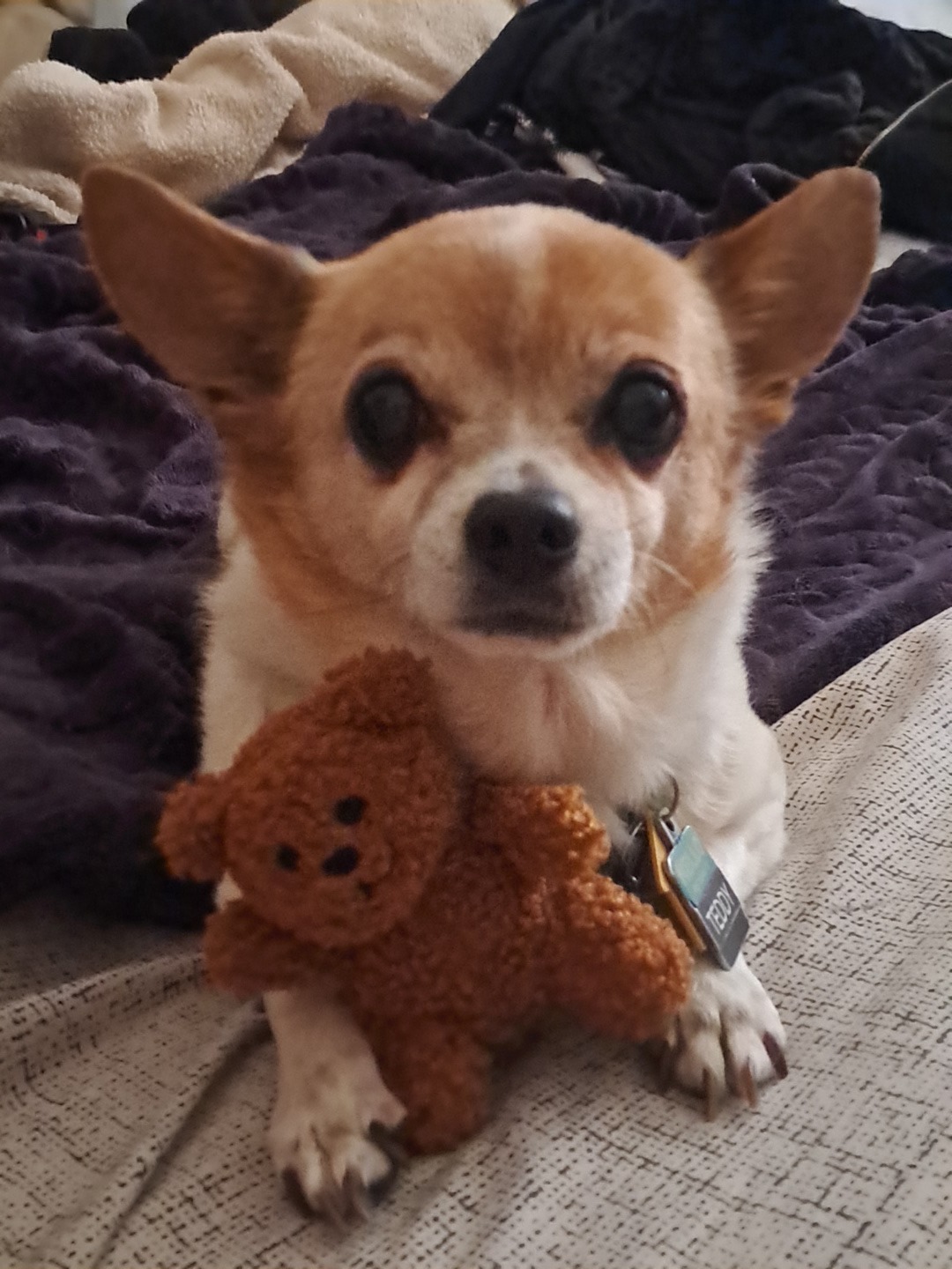 Teddy's Vet Visit: Immediate Help Needed campaign photo, 7 of 8