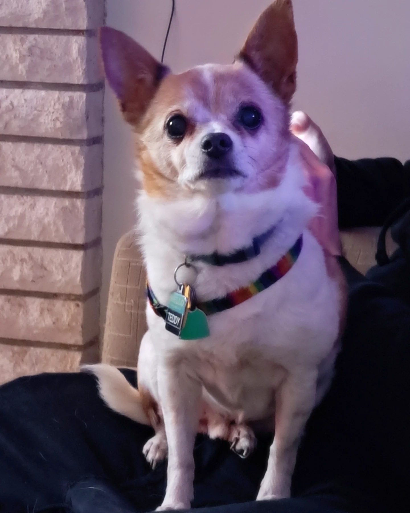 Teddy's Vet Visit: Immediate Help Needed campaign photo, 4 of 8