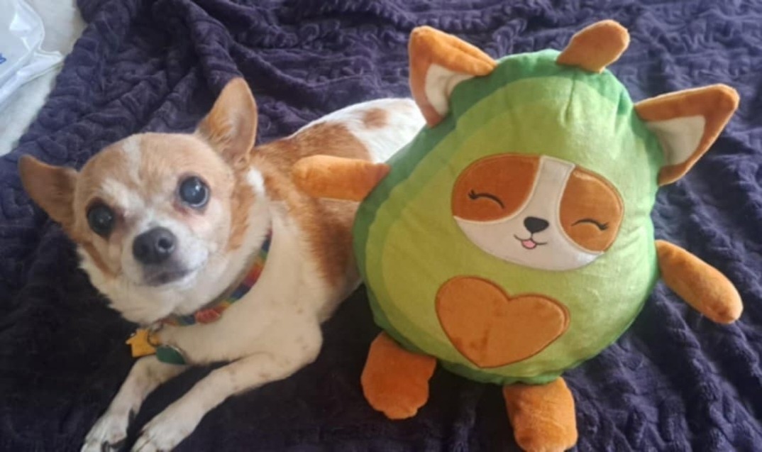 Teddy's Vet Visit: Immediate Help Needed campaign photo, 2 of 8