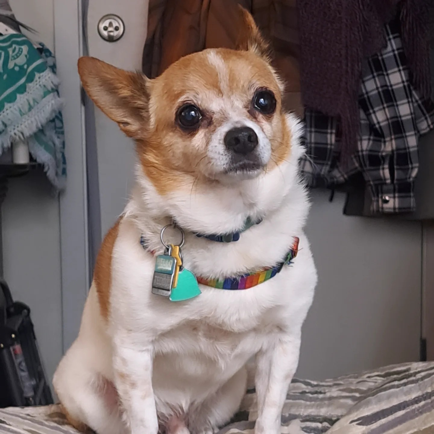 Teddy's Vet Visit: Immediate Help Needed campaign photo, 5 of 8