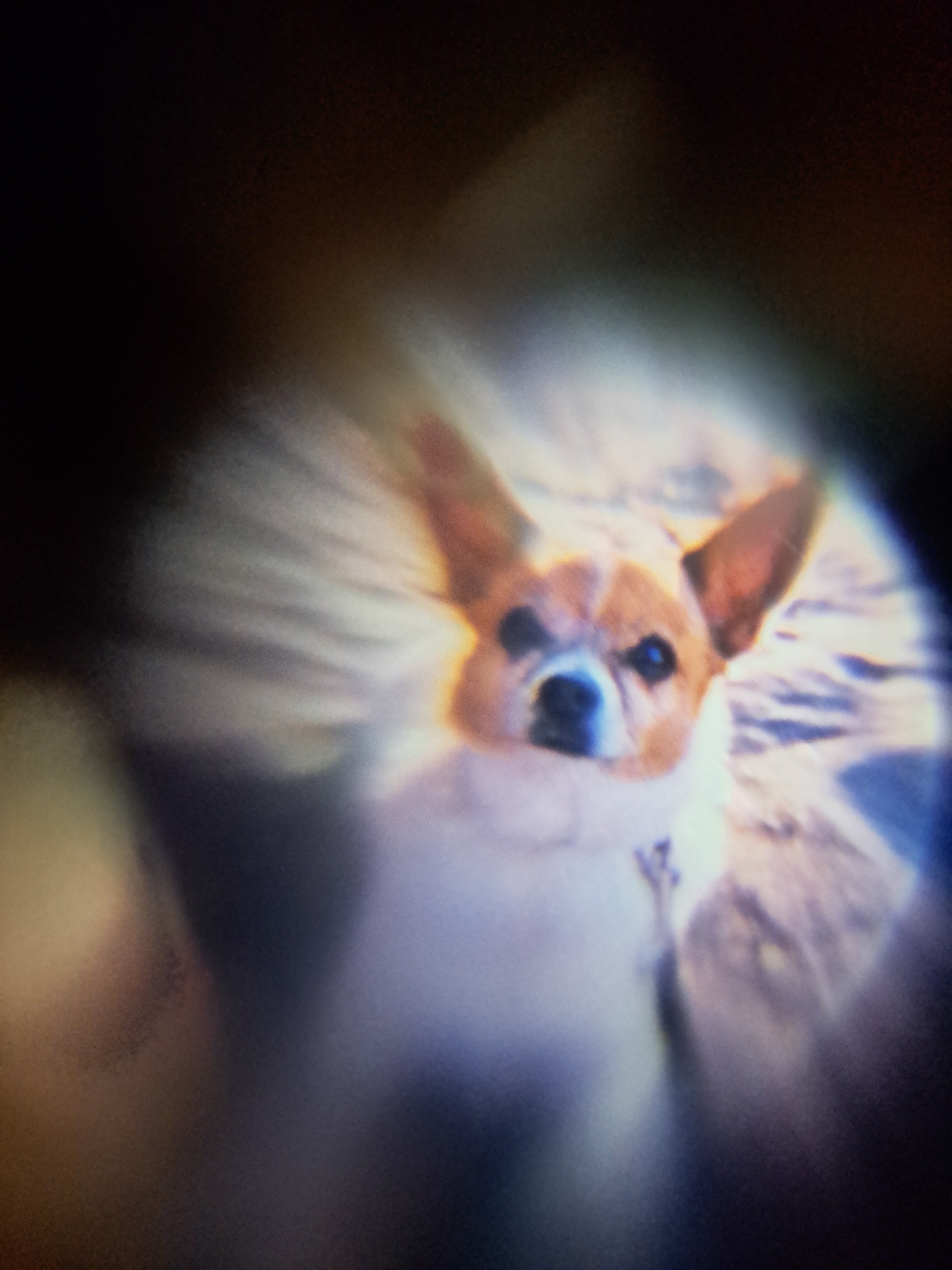 Teddy's Vet Visit: Immediate Help Needed campaign photo, 6 of 8