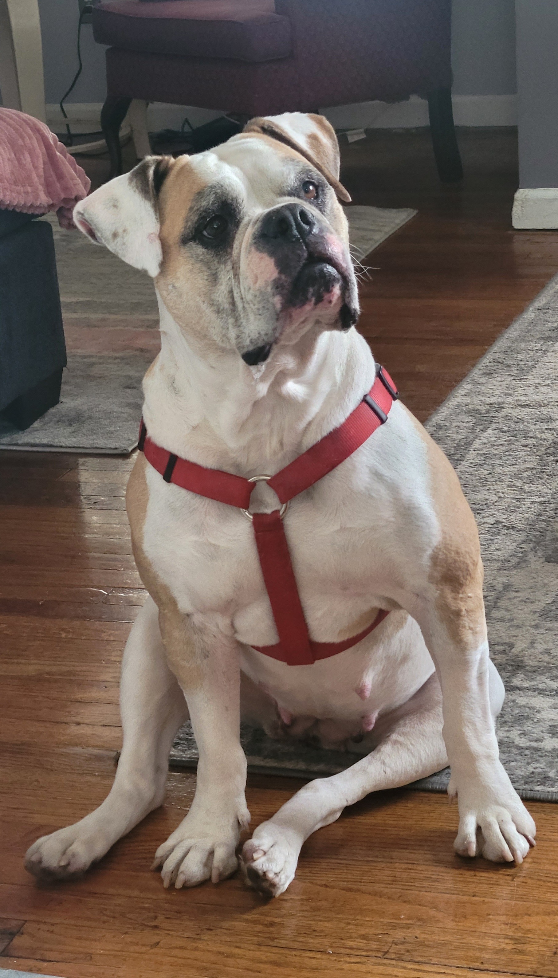Please help save Lucky! Life saving surgery needed! campaign photo, 4 of 5