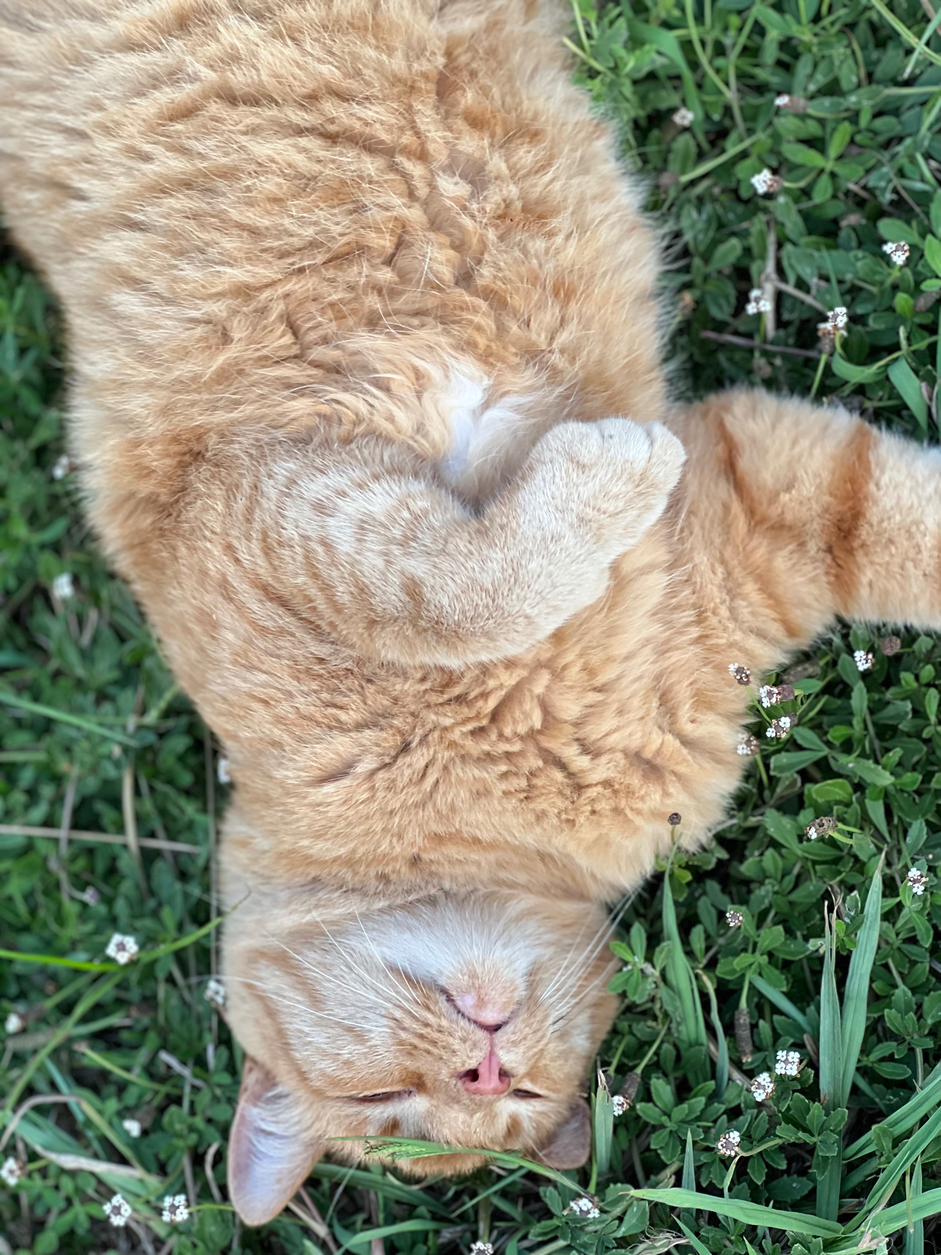 Seeking Help for Tiki’s Treatment campaign photo, 7 of 8