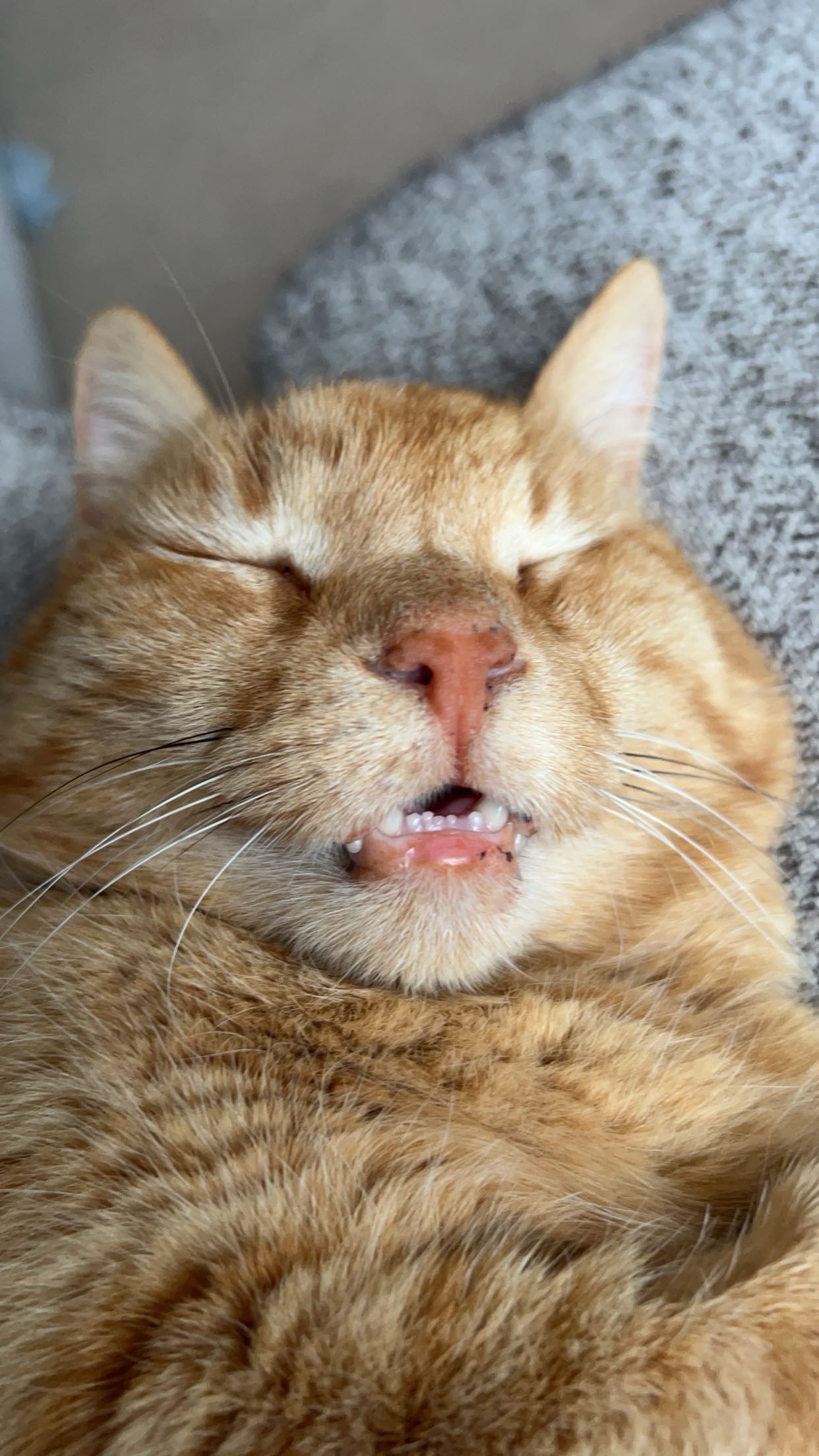 Seeking Help for Tiki’s Treatment campaign photo, 2 of 8