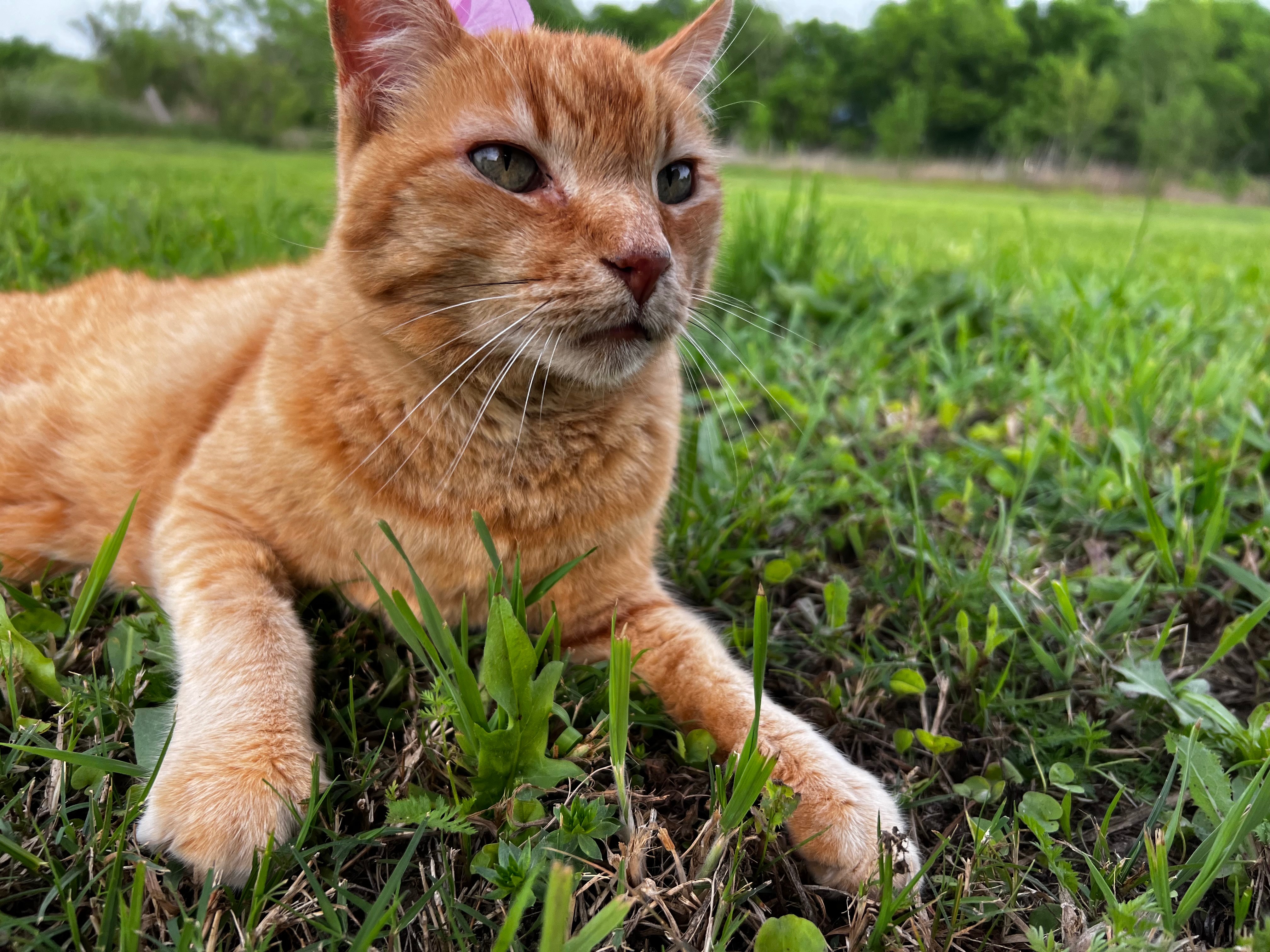 Seeking Help for Tiki’s Treatment campaign photo, 5 of 8