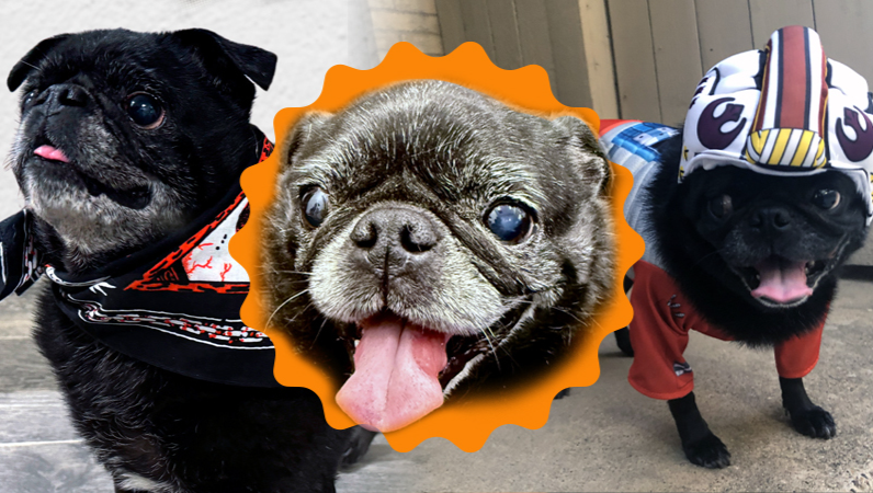 Snorts, Snores, and Second Chances for Pepe