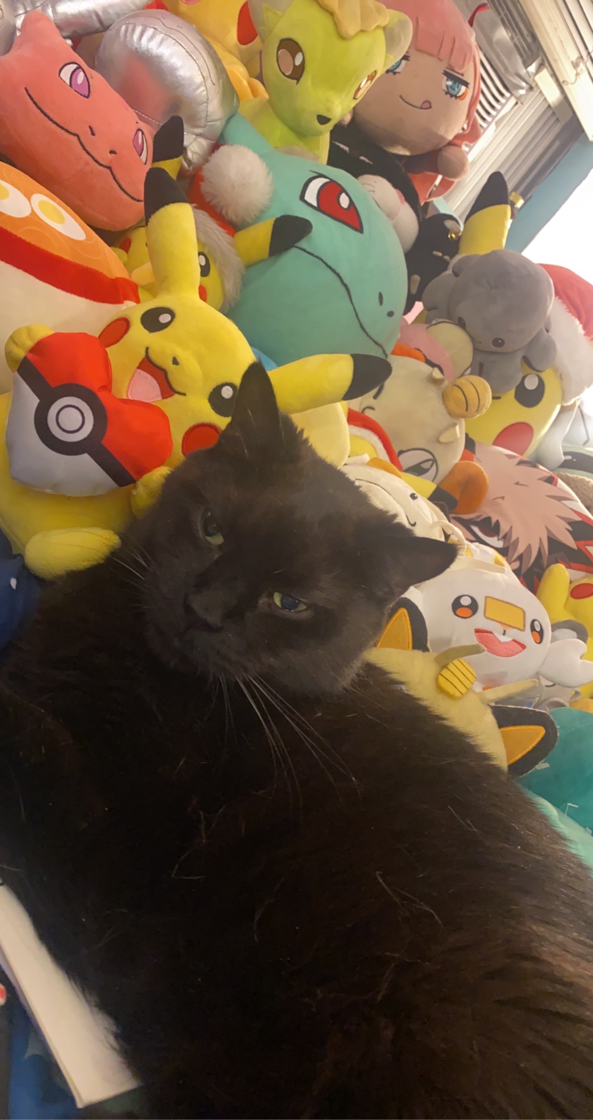 Loki's Urgent Surgery Fund campaign photo, 4 of 8