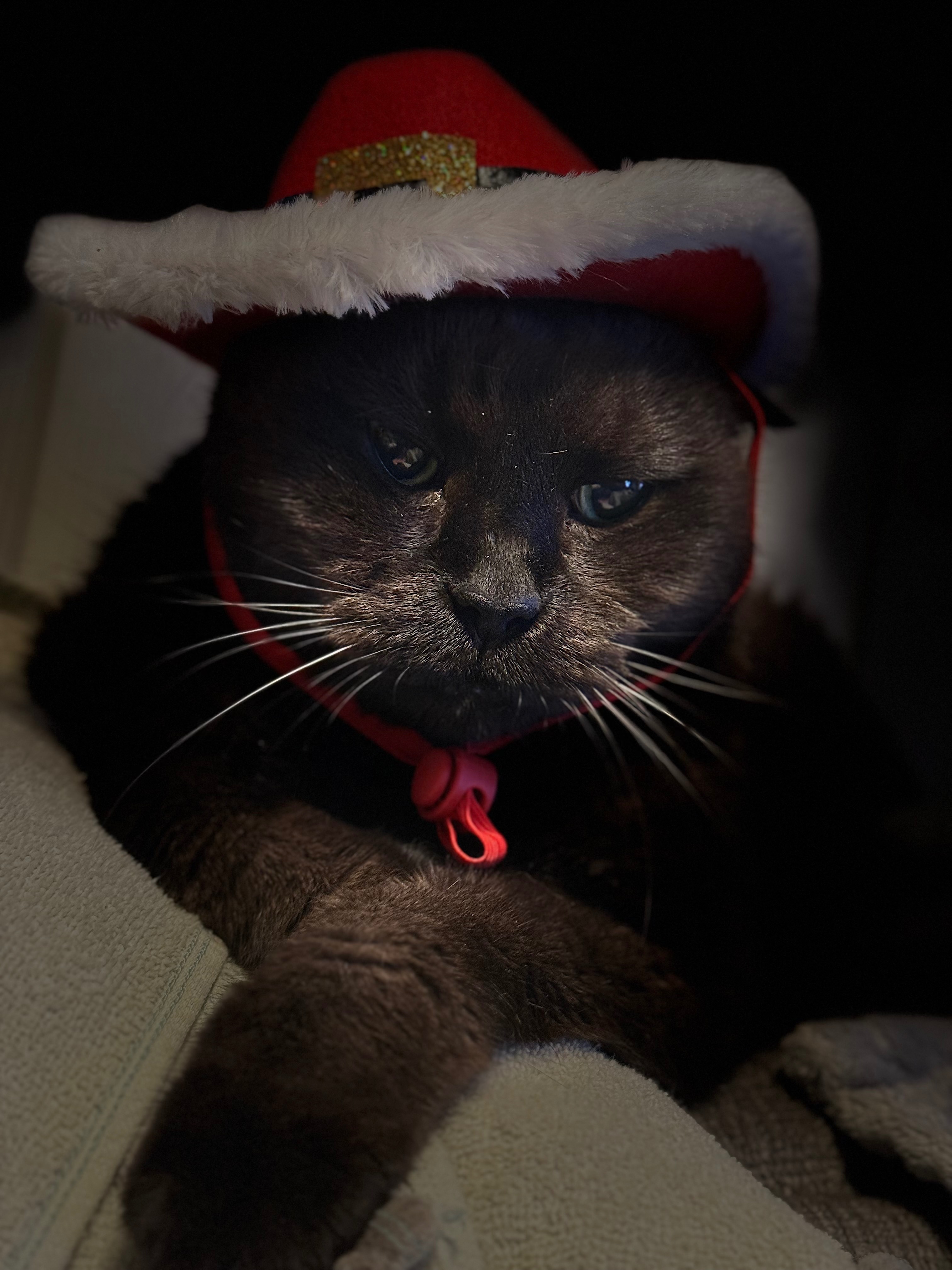 Loki's Urgent Surgery Fund campaign photo, 5 of 8