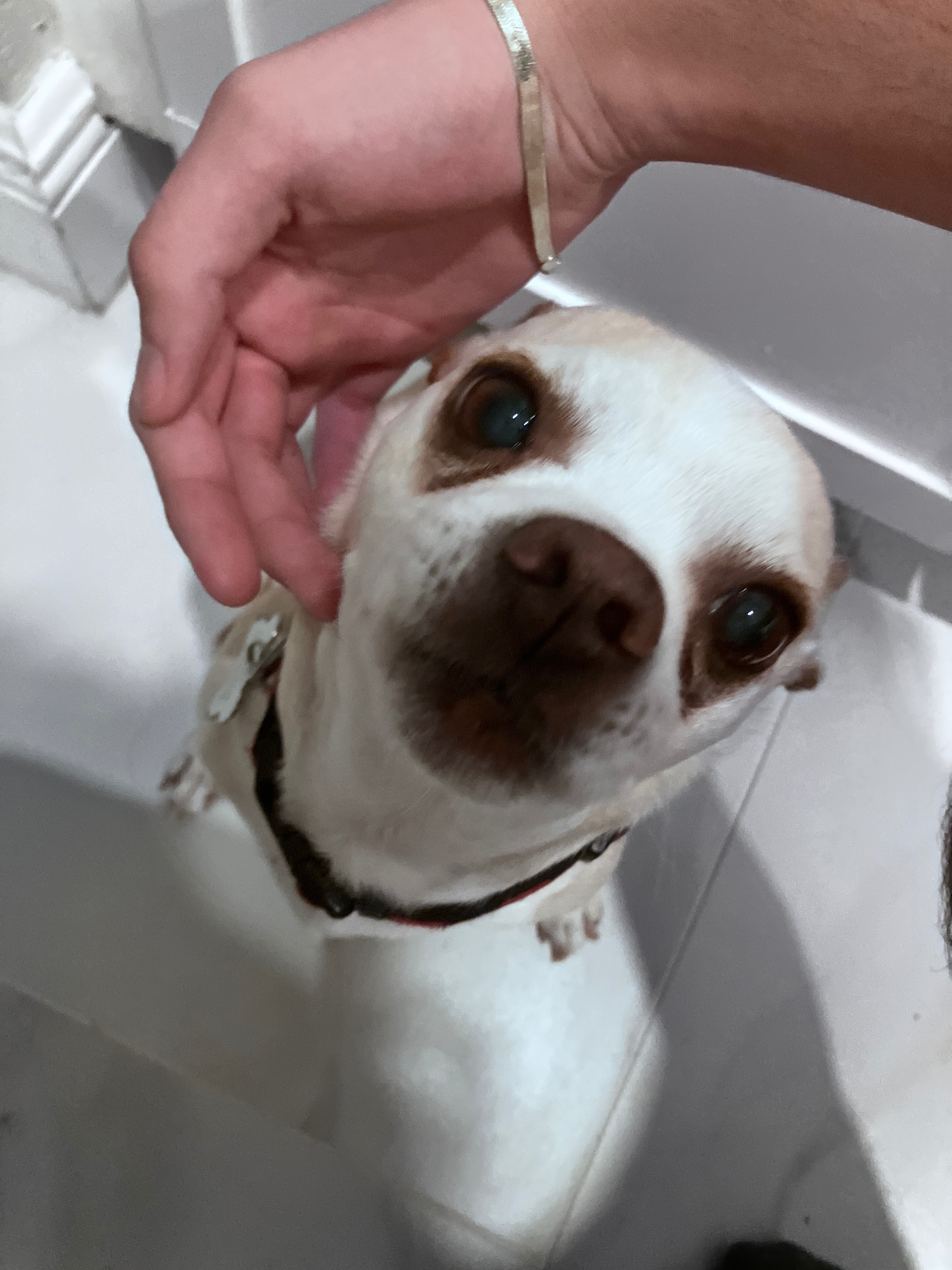 Help Buddy Recover After His Accident campaign photo, 7 of 8