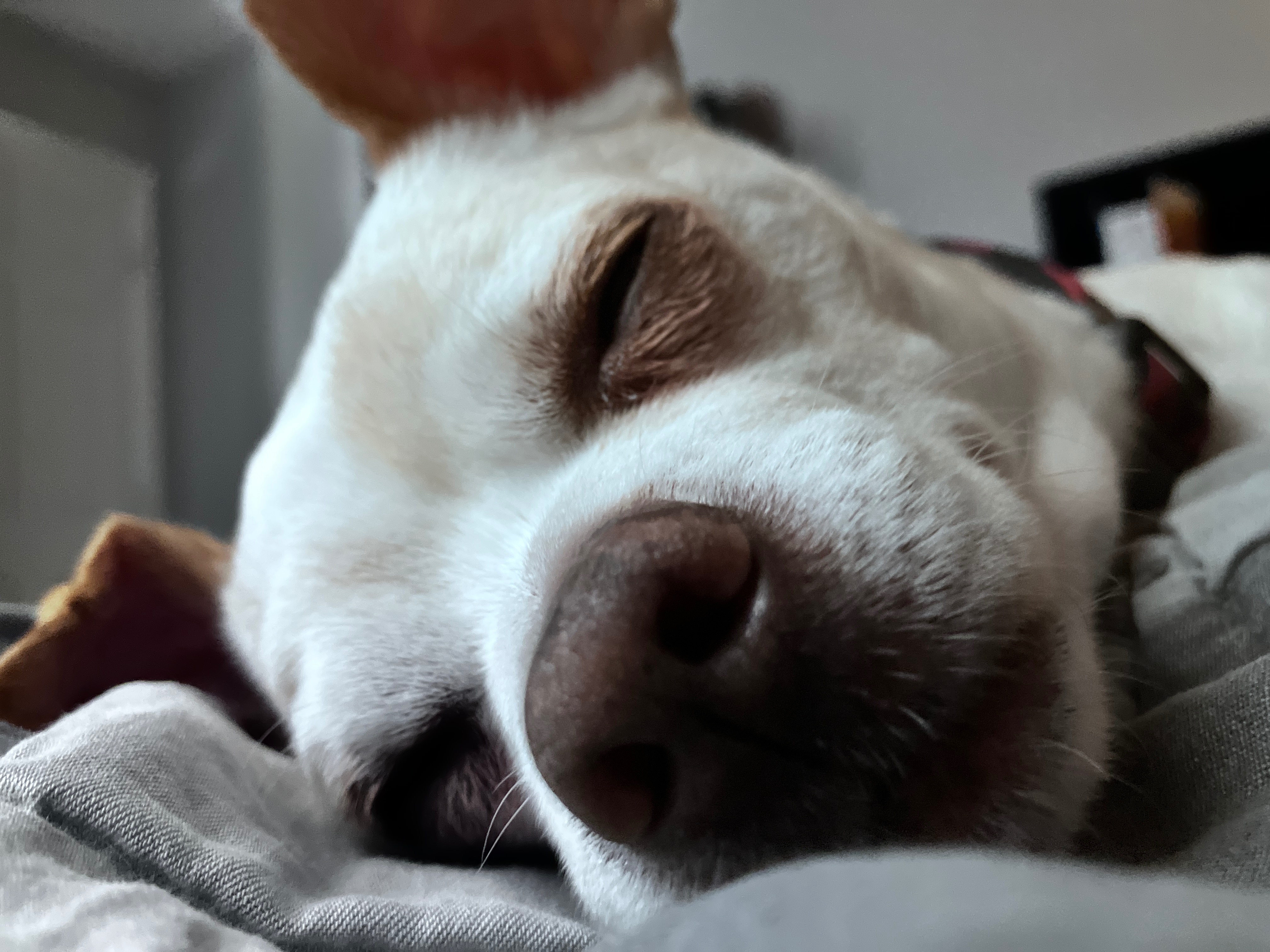 Help Buddy Recover After His Accident campaign photo, 2 of 8