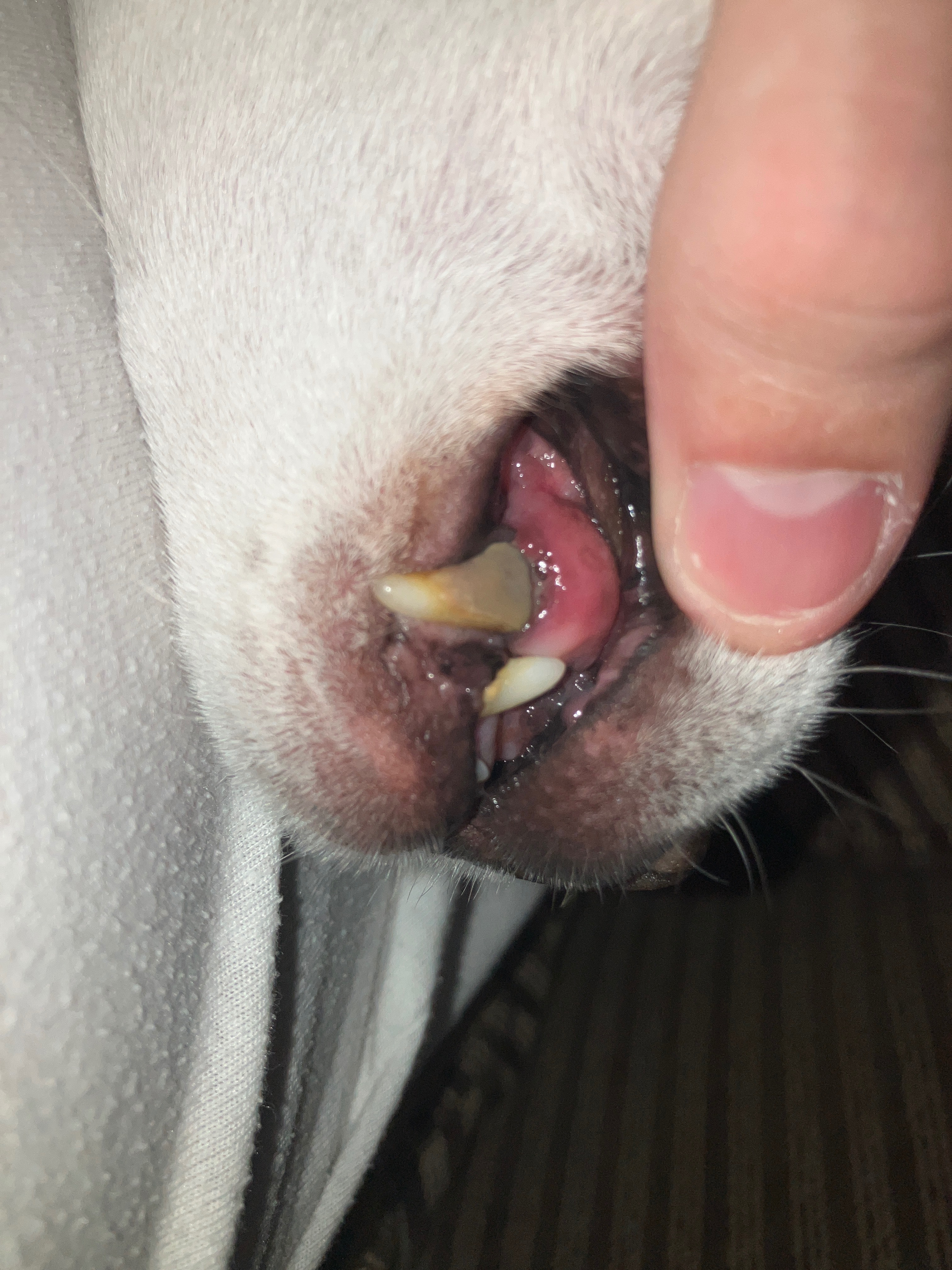 Help Buddy Recover After His Accident campaign photo, 4 of 8